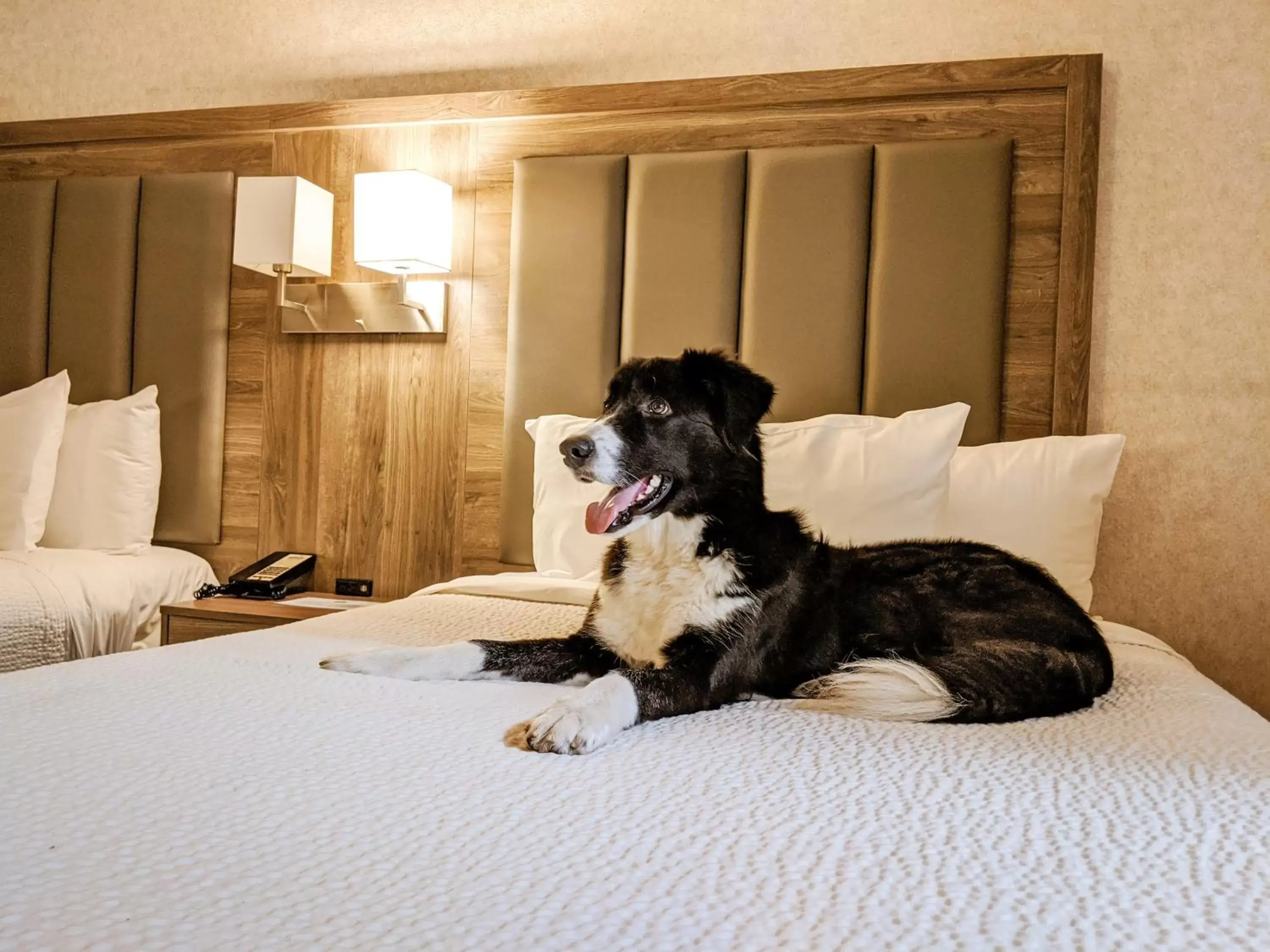 Pets in Days Inn by Wyndham Victoria On The Harbour