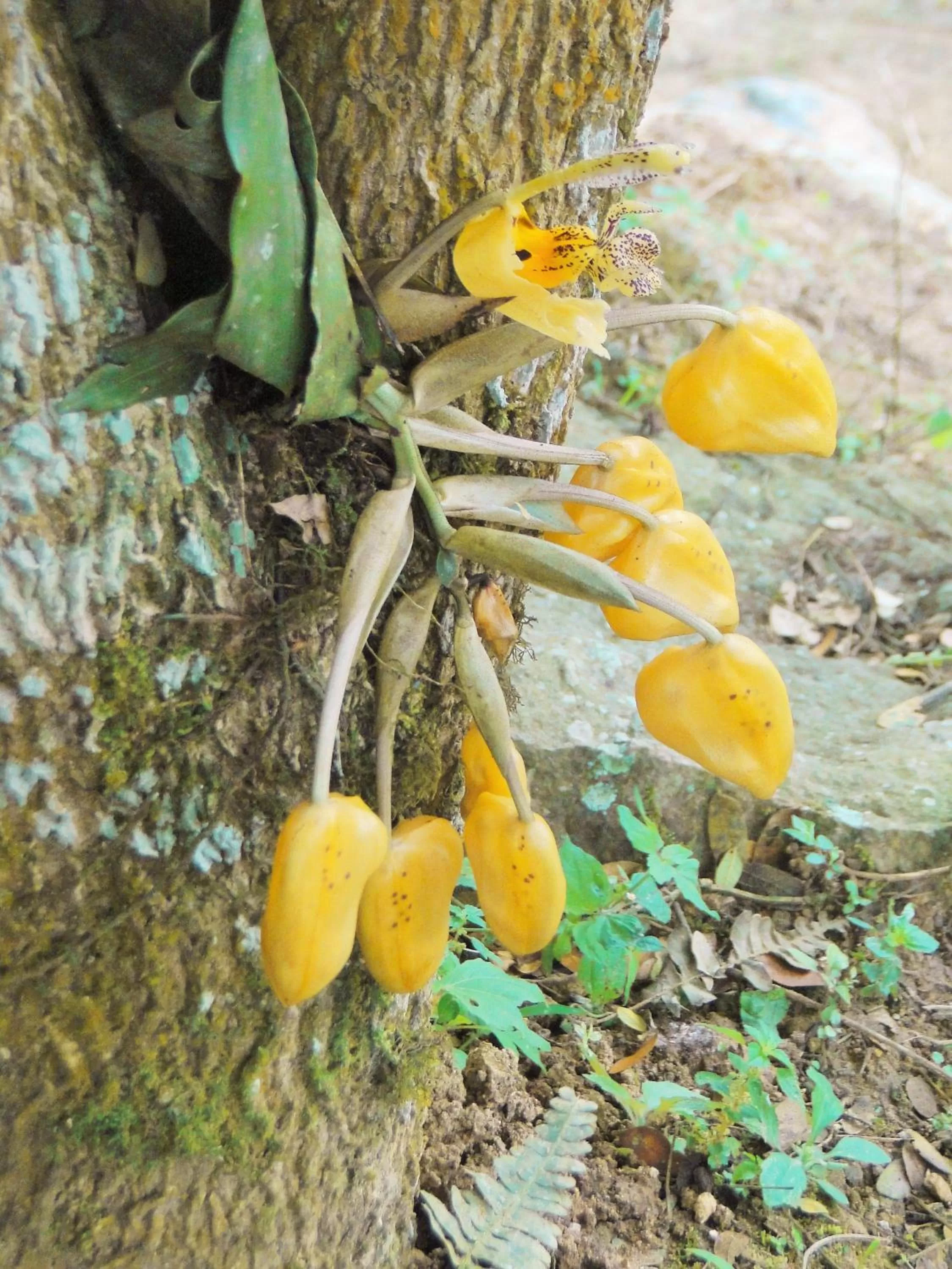 Food in Hosteria Florecer