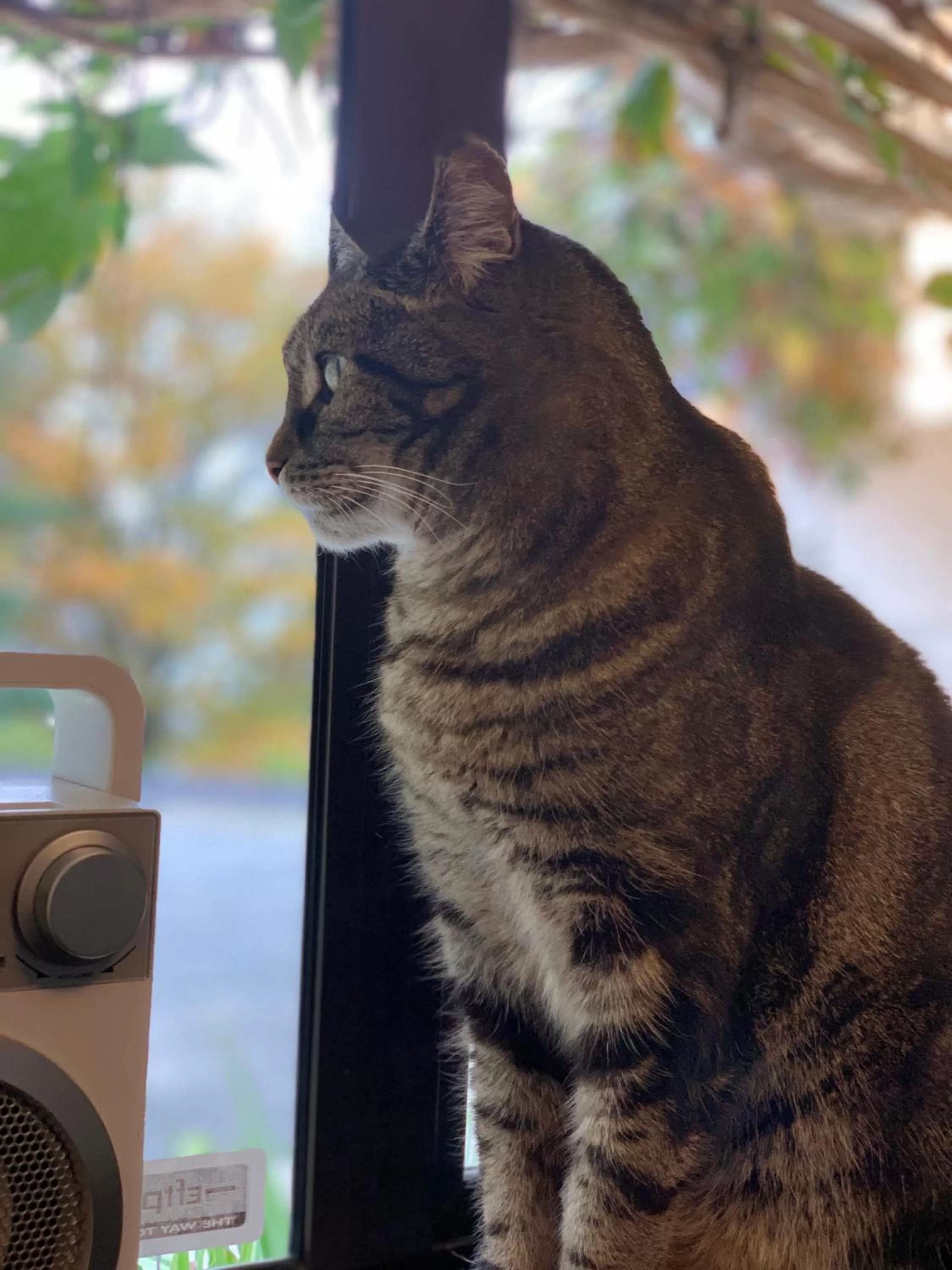 Pets in Wanaka Heights Motel