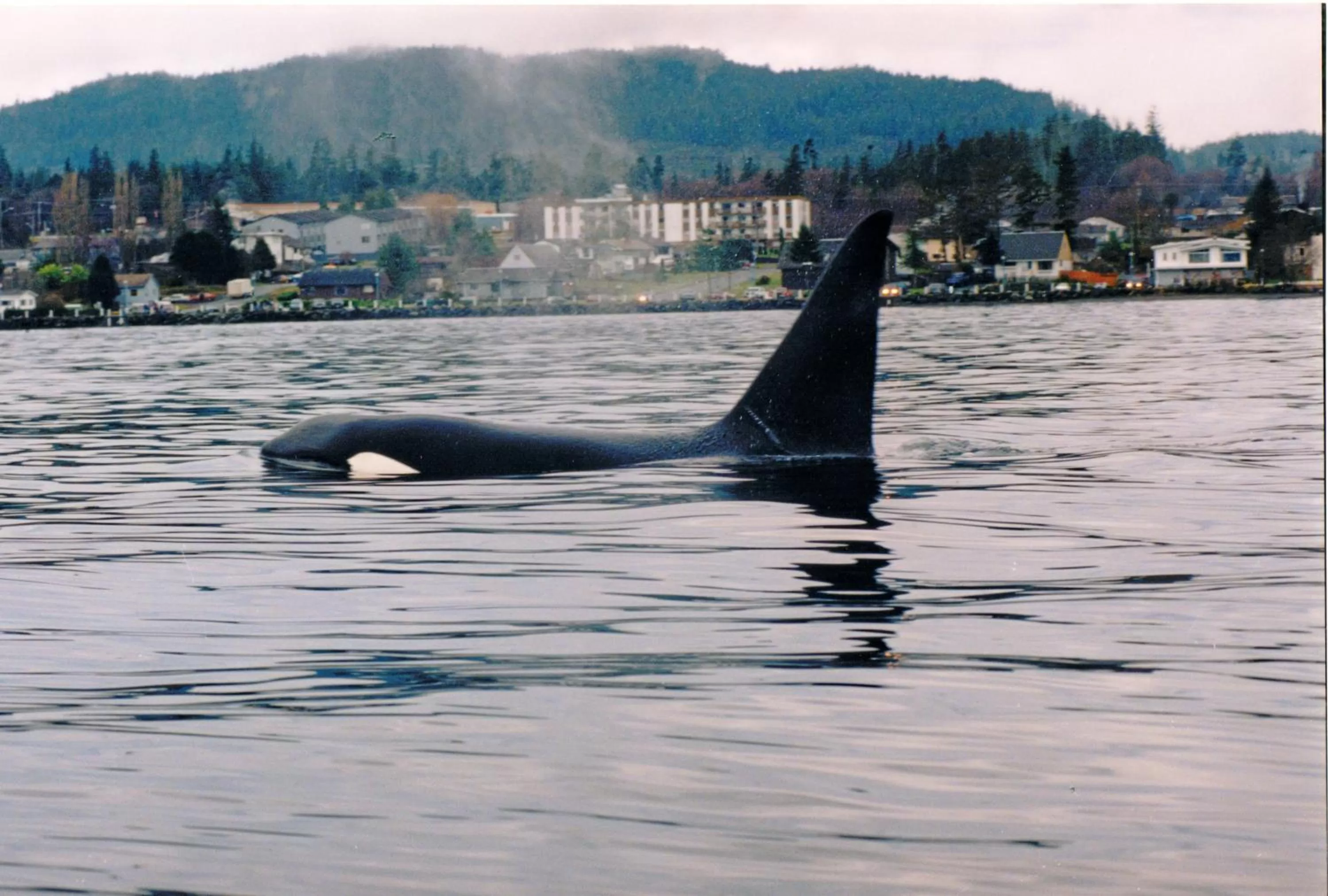 Animals in Glen Lyon Inn