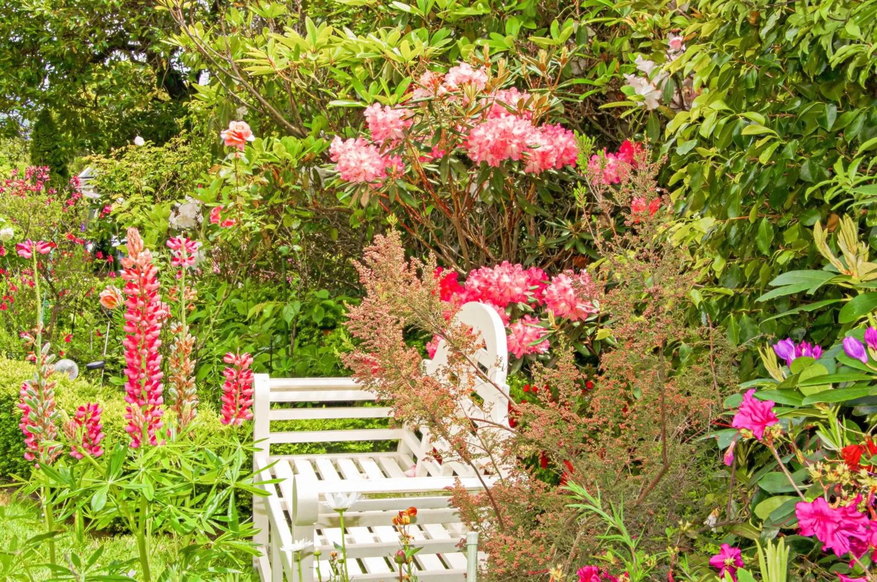 Garden in Dyers House