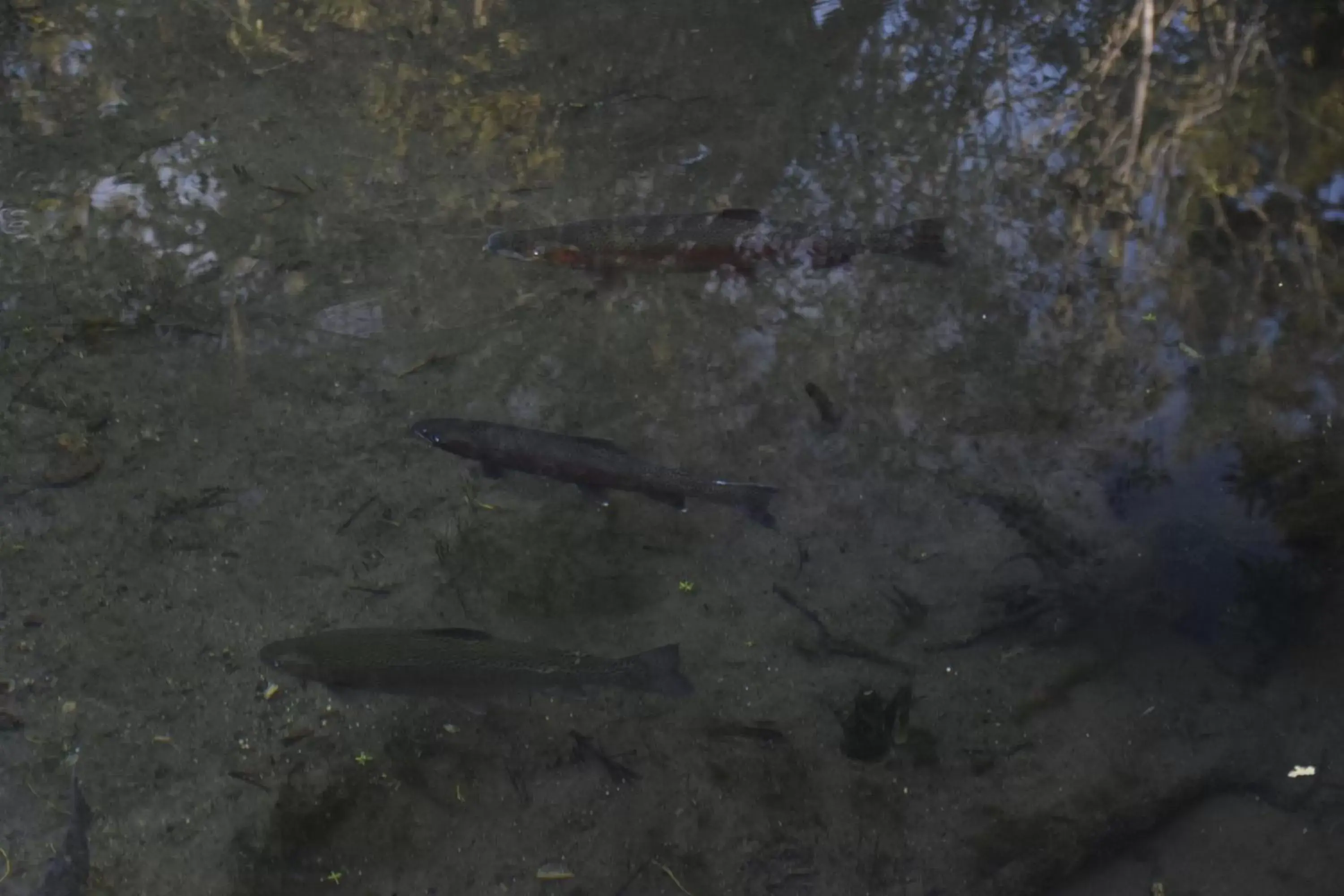 Fishing, Other Animals in Judges Pool Motel Turangi