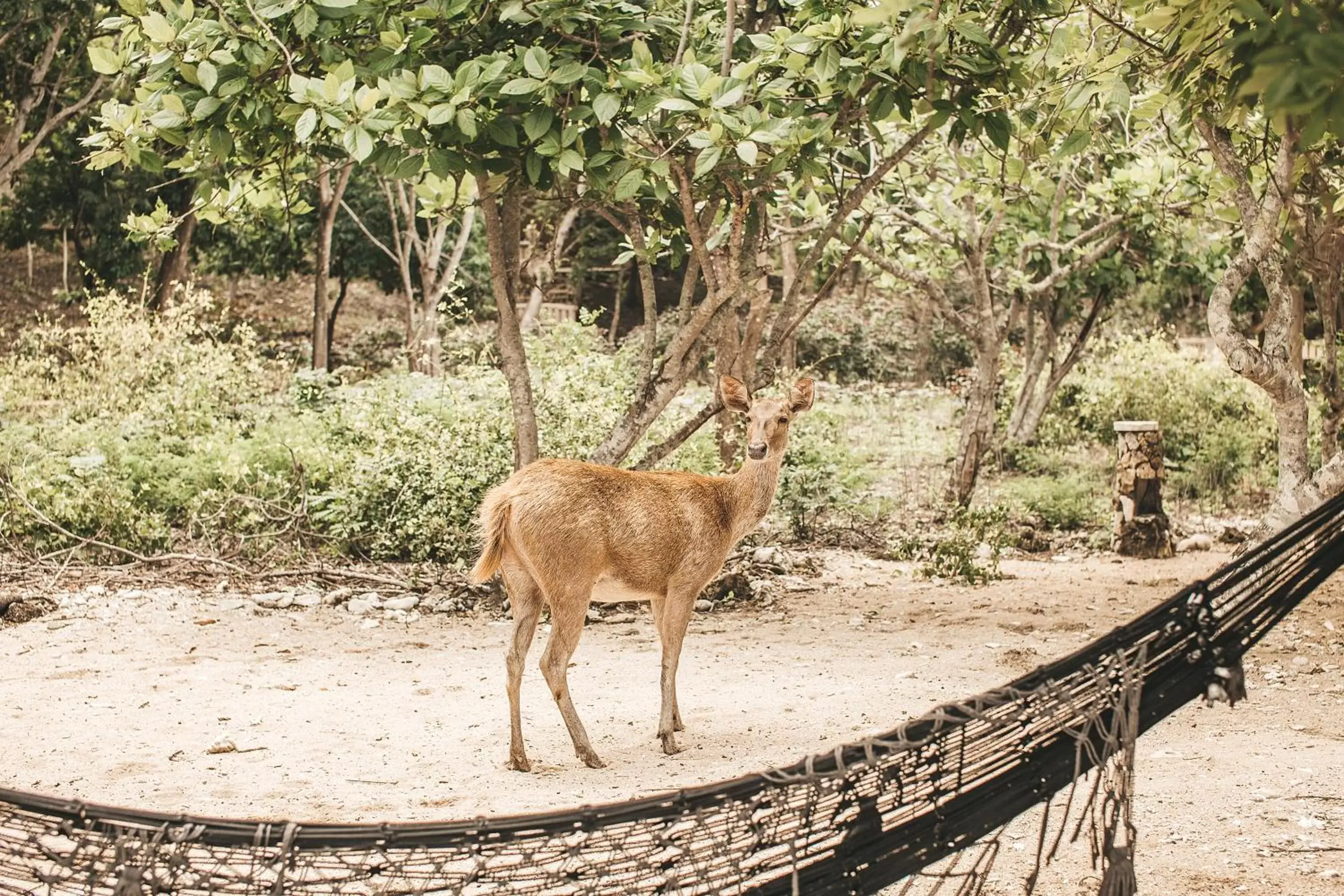 Neighbourhood, Other Animals in NusaBay Menjangan