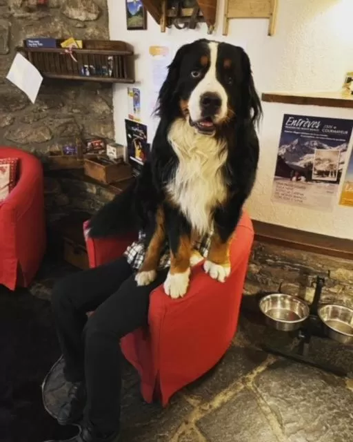 Lobby or reception in Hotel La Grange - Animal Chic Hotel