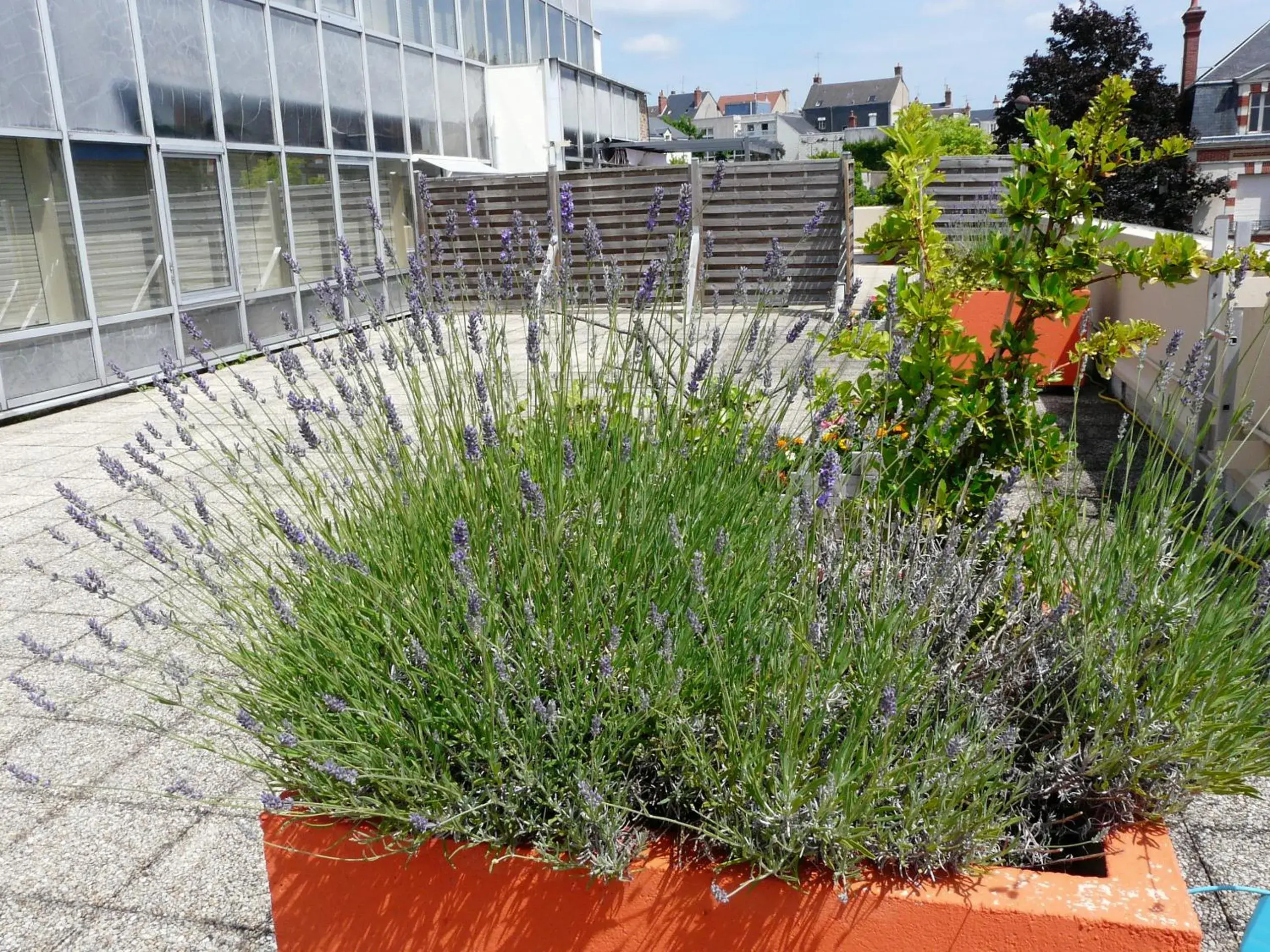 Garden in Arche Hotel