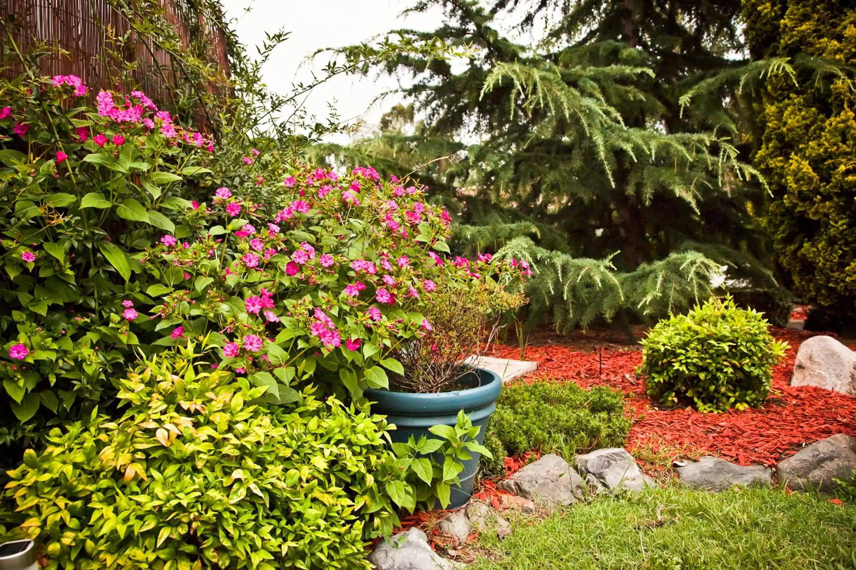 Garden in Abbotsleigh Motor Inn