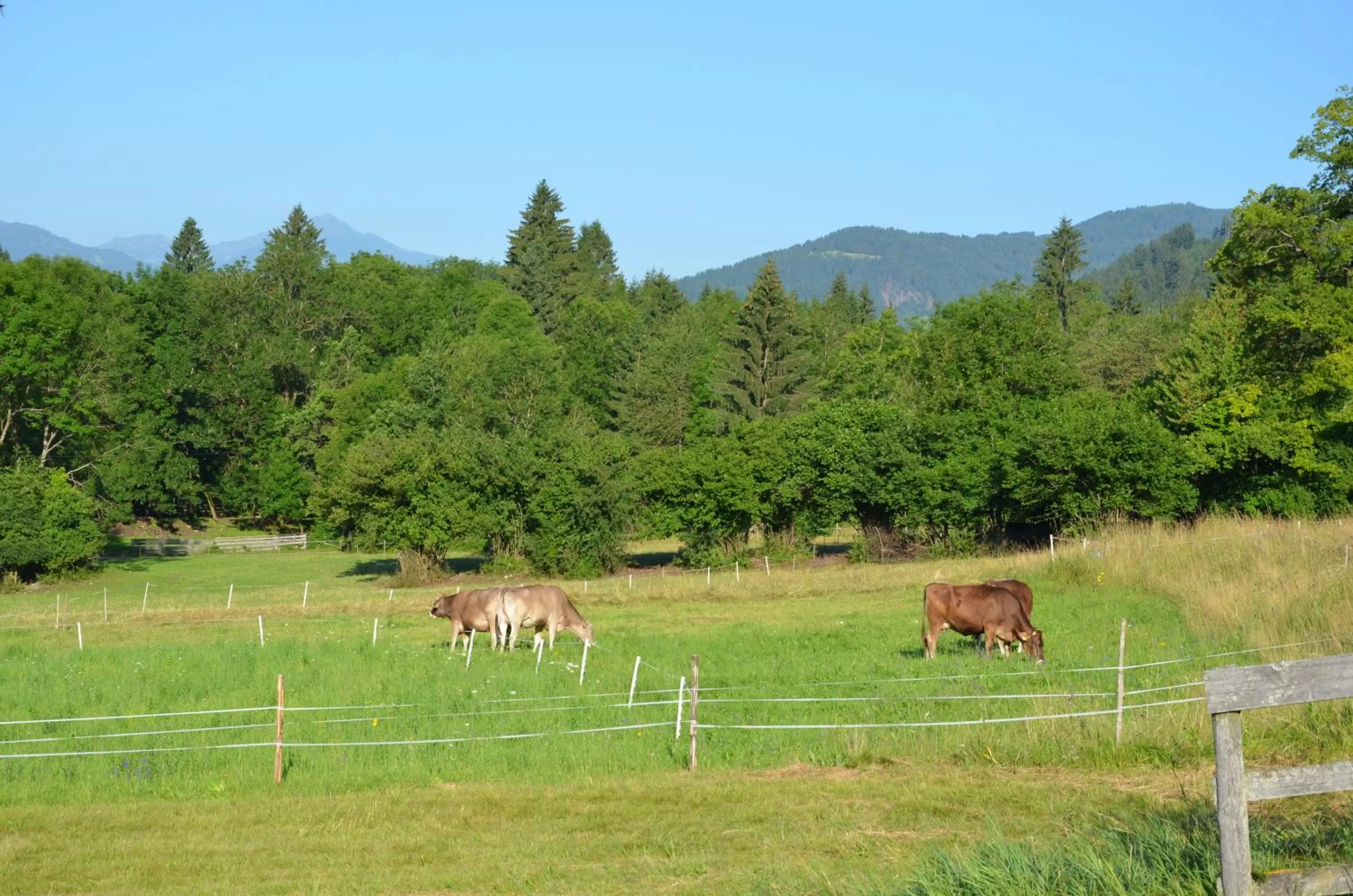 Animals in Pension zum Schreiner
