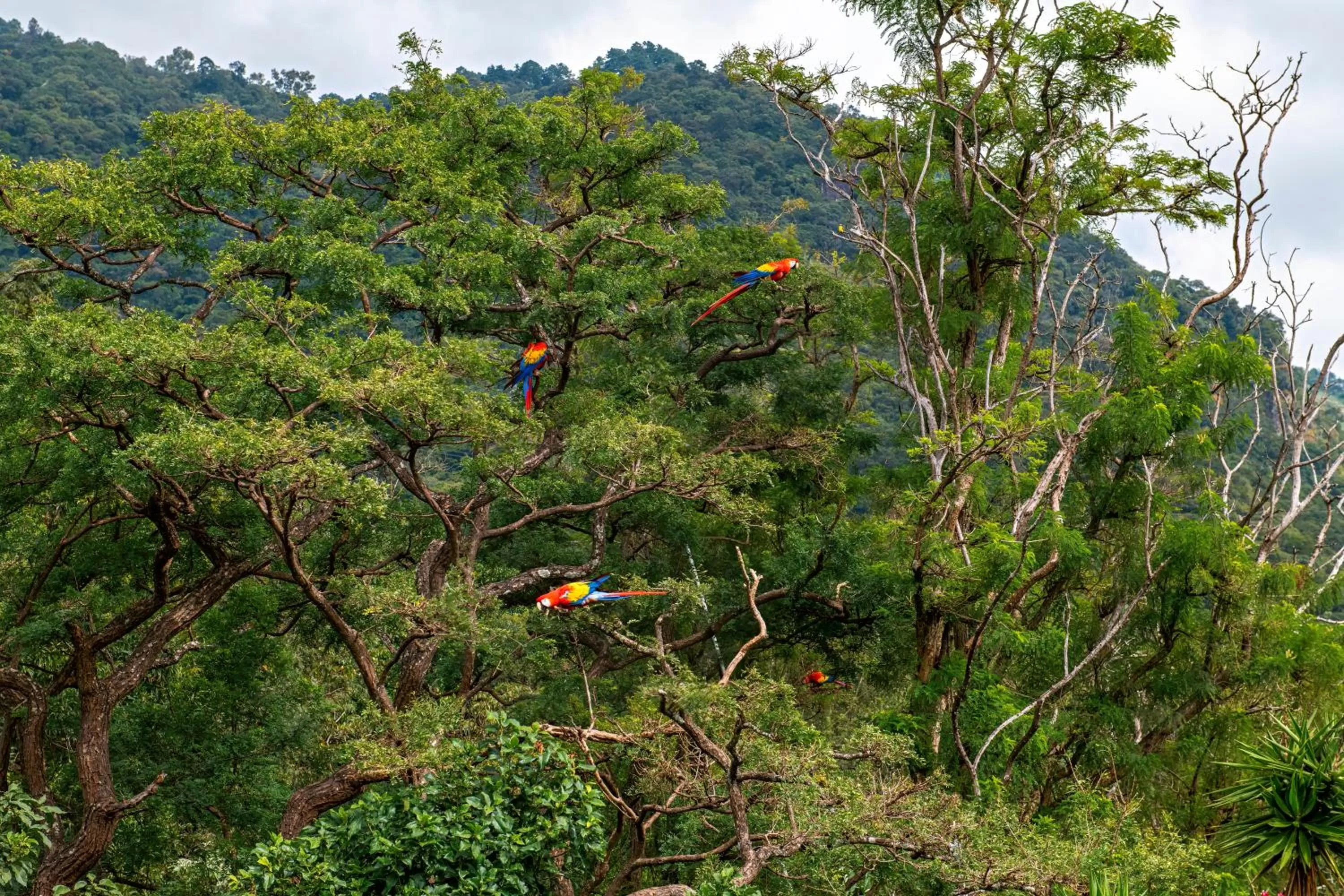 Garden in Hotel Atitlan