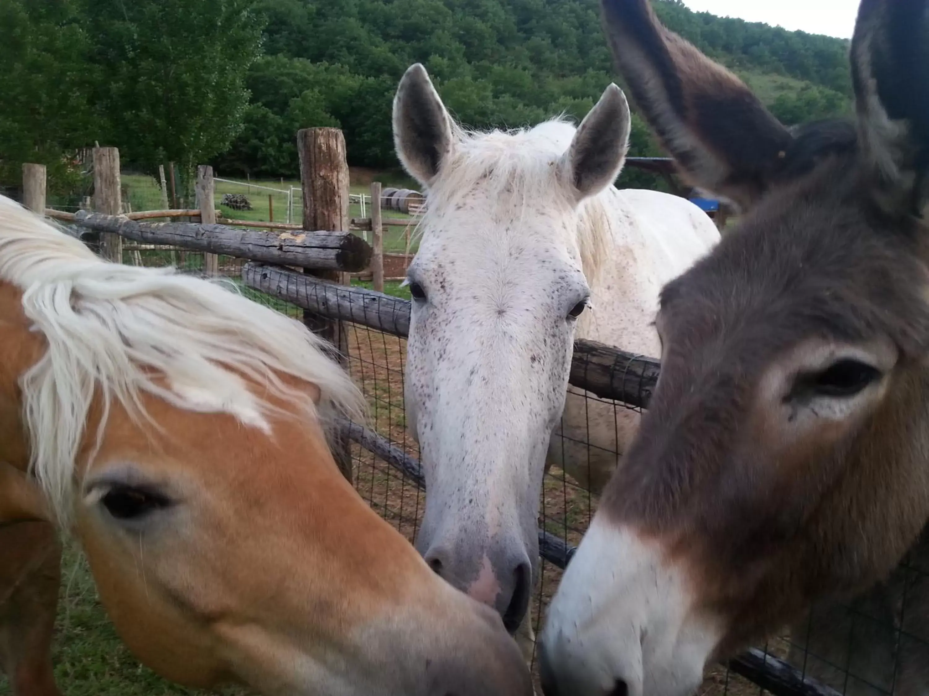 Day, Other Animals in Il GIARDINACCIO Agriturismo