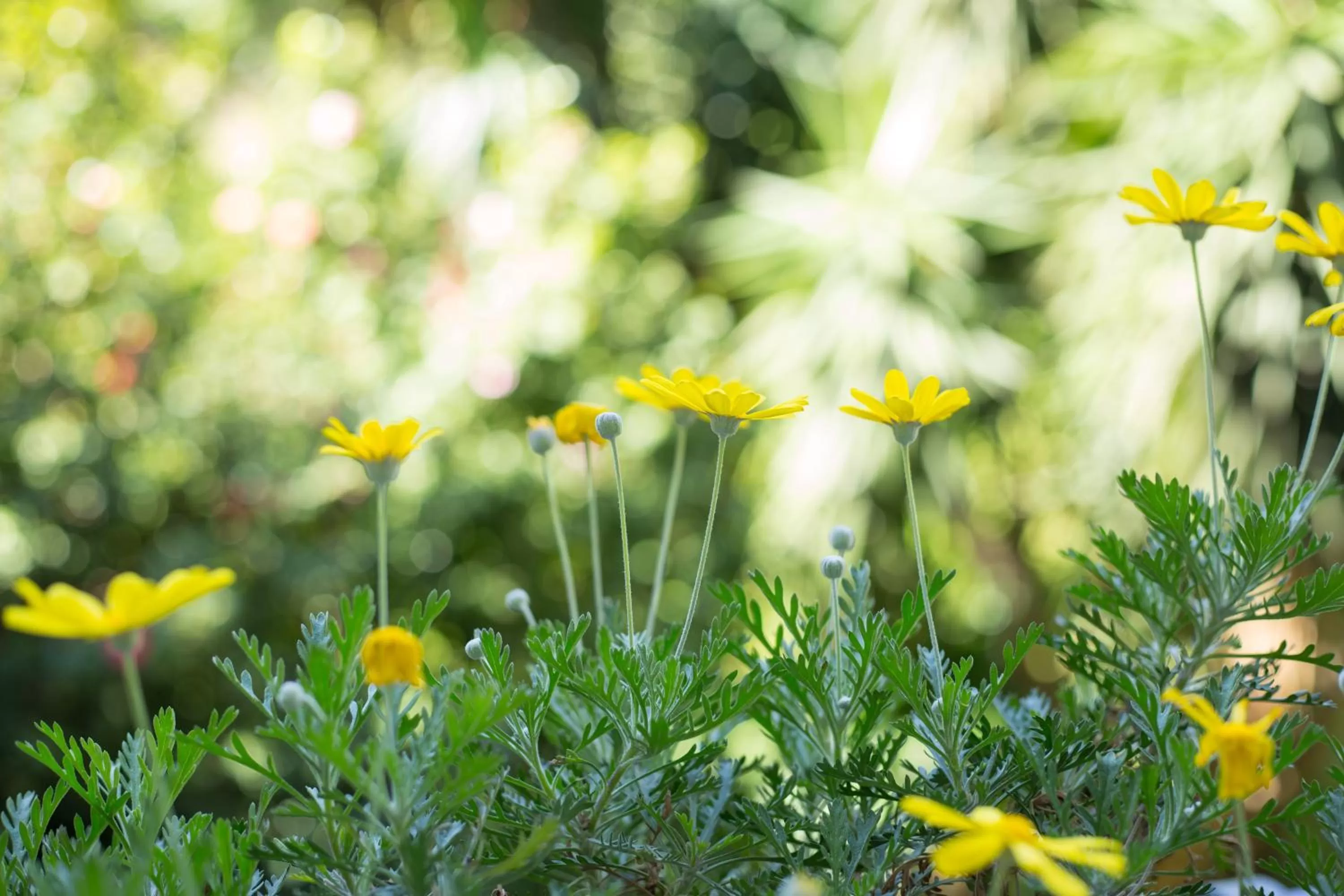 Spring in The Bellini House by House In Naples