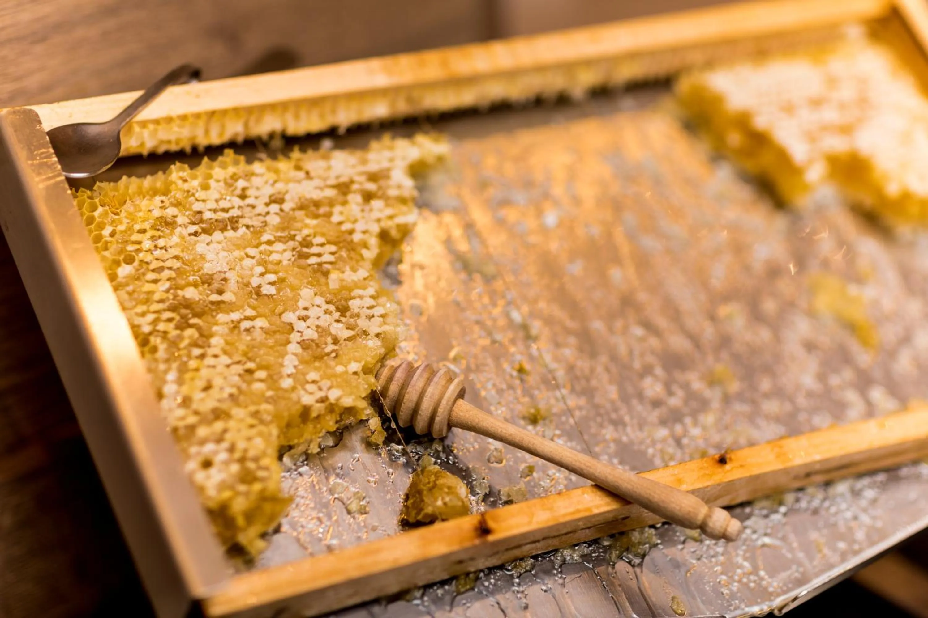 Meals in Active Hotel Ancora