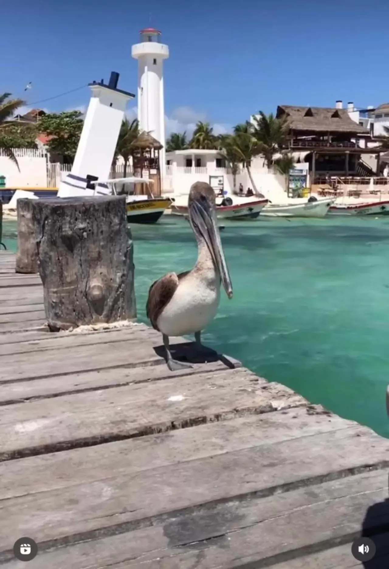 Other Animals in LUX Studio ROOM LAS PALMAS PUERTO MORELOS