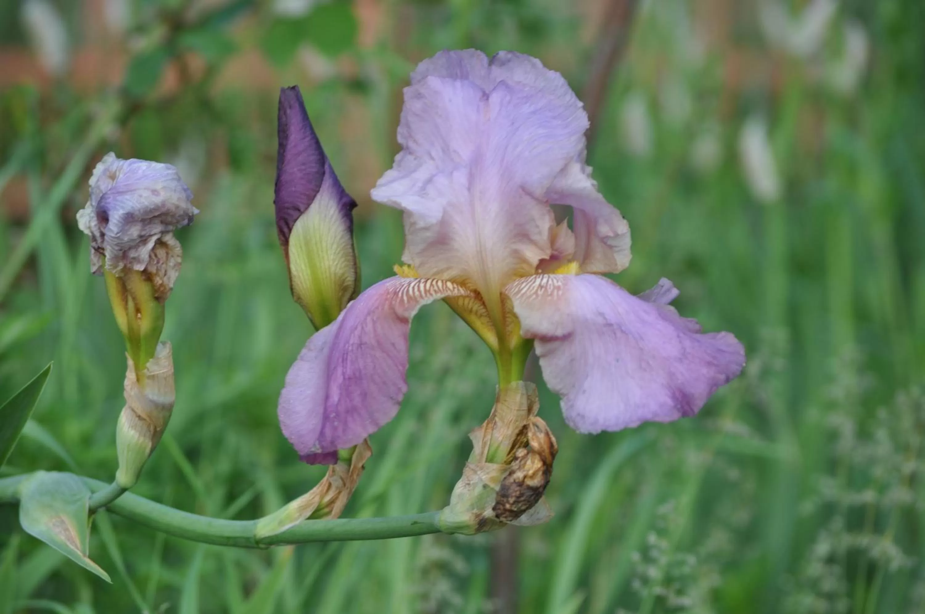 Spring in Armonie di Villa Incontri B&B