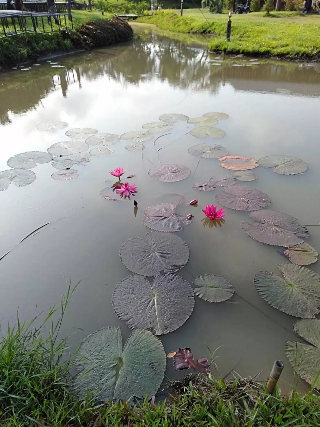 Bird's eye view in Doi Inthanon Riverside resort