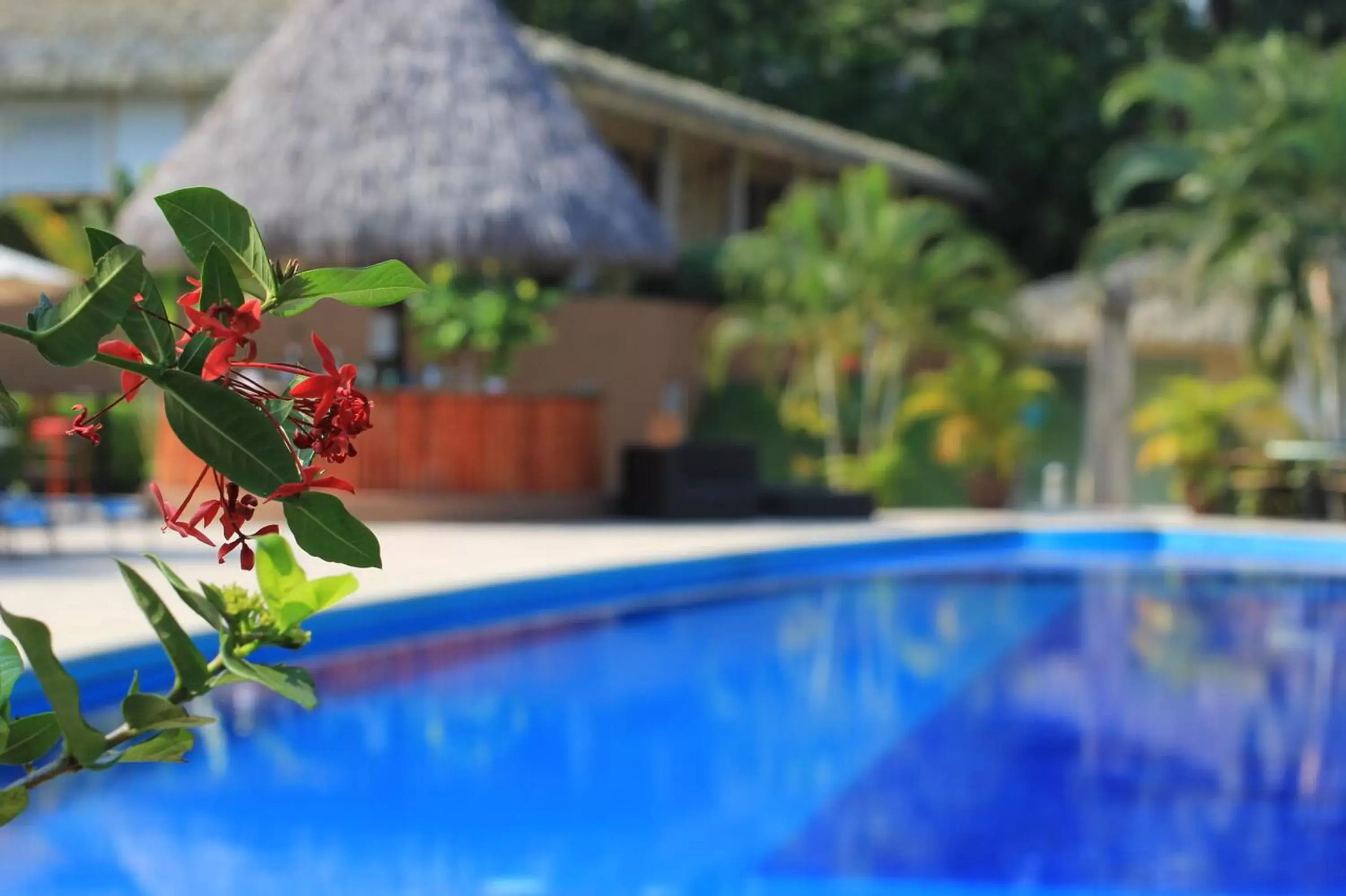 , Swimming Pool in Hotel Villa Mercedes Palenque