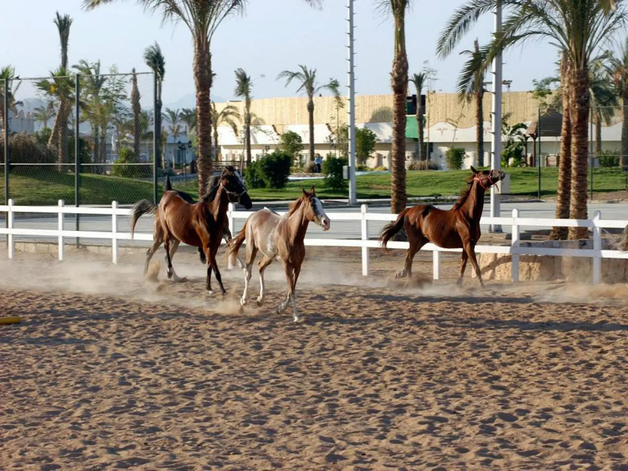 Horse-riding in Concorde El Salam Sharm El Sheikh Sport Hotel