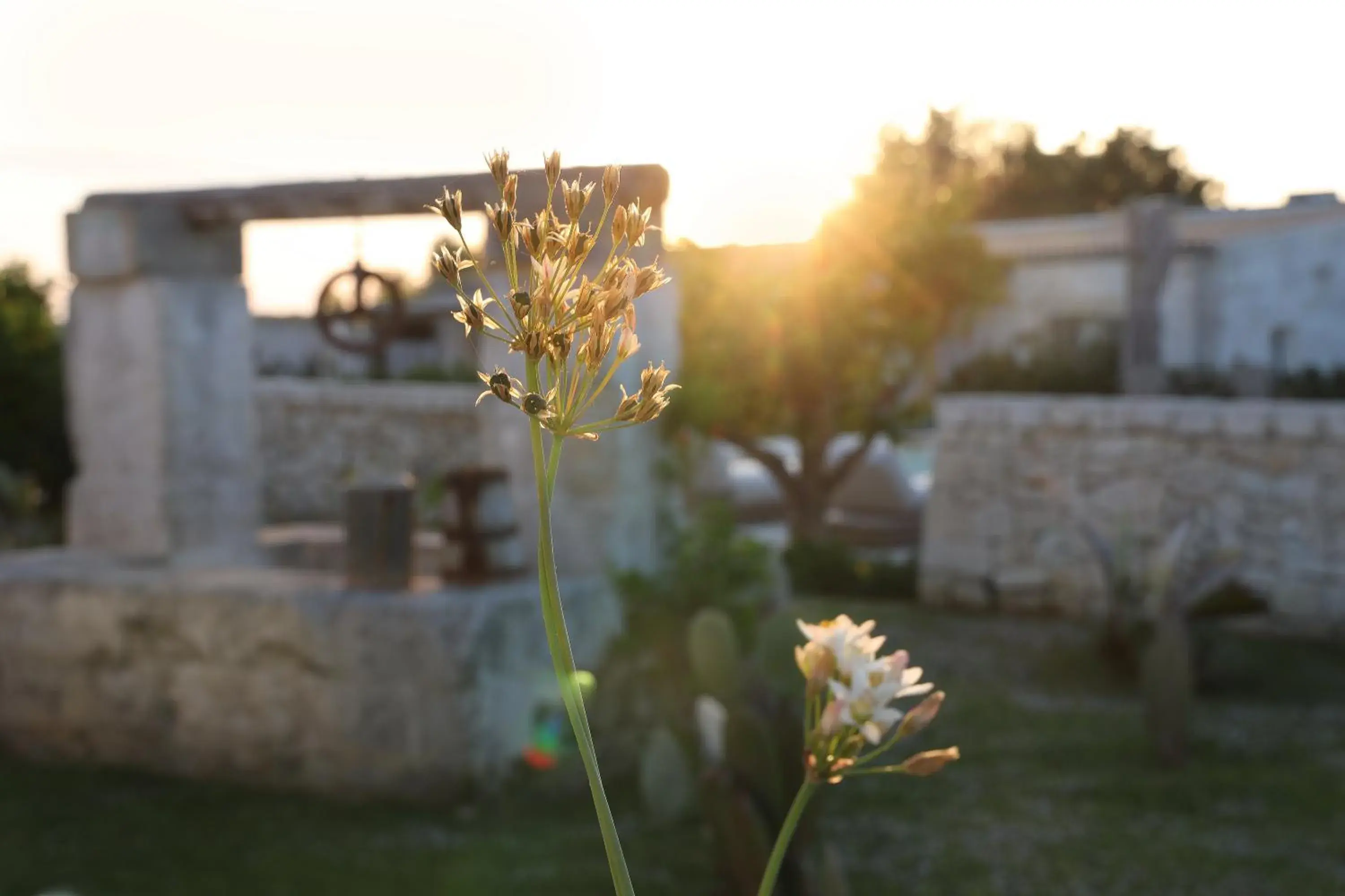 Garden in Borgo Sentinella