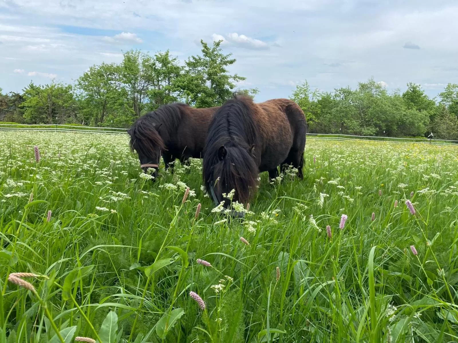 Animals in Hotel Lugsteinhof