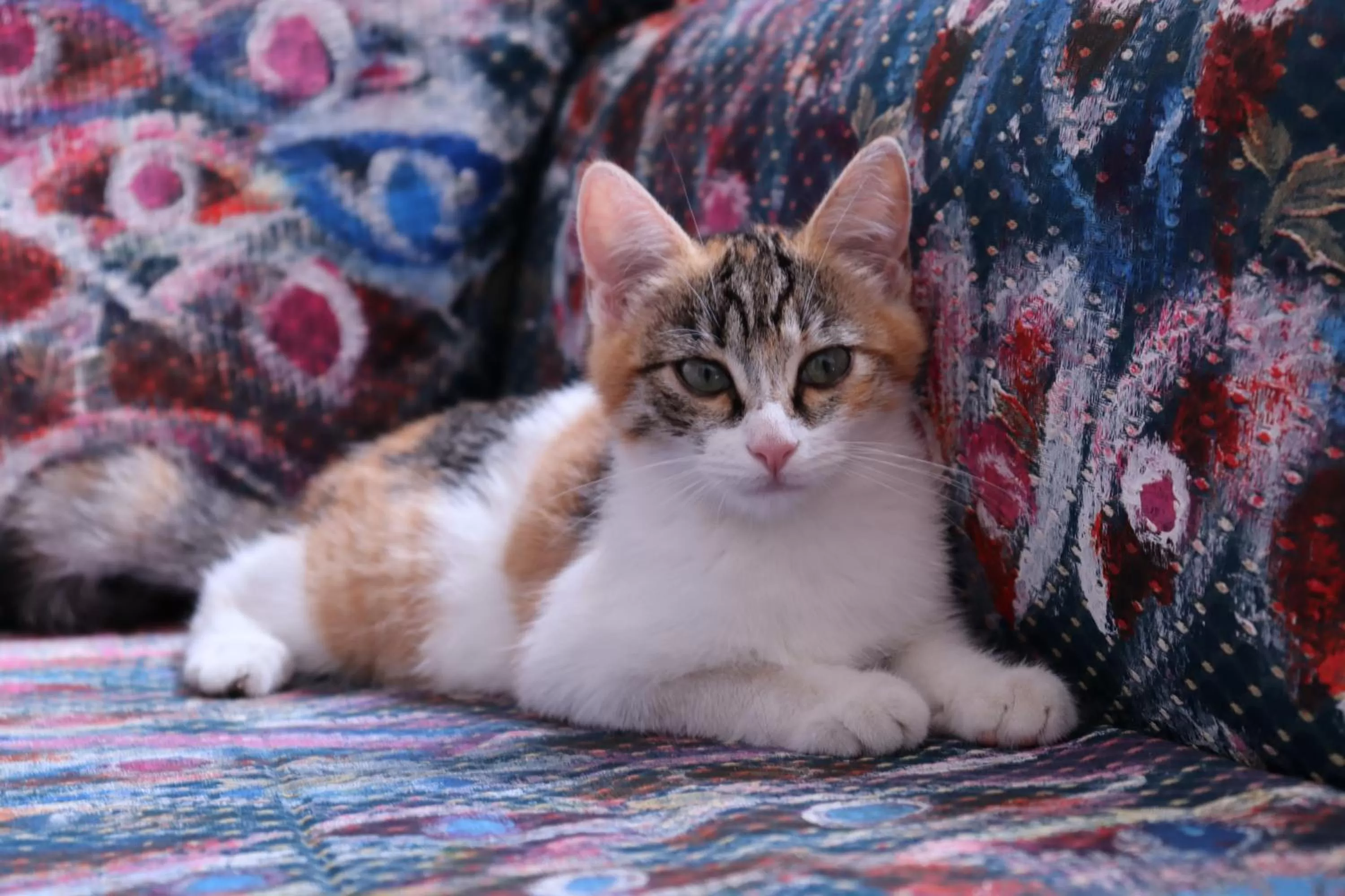 Pets in Viaggio nel Cuore dell'Arte