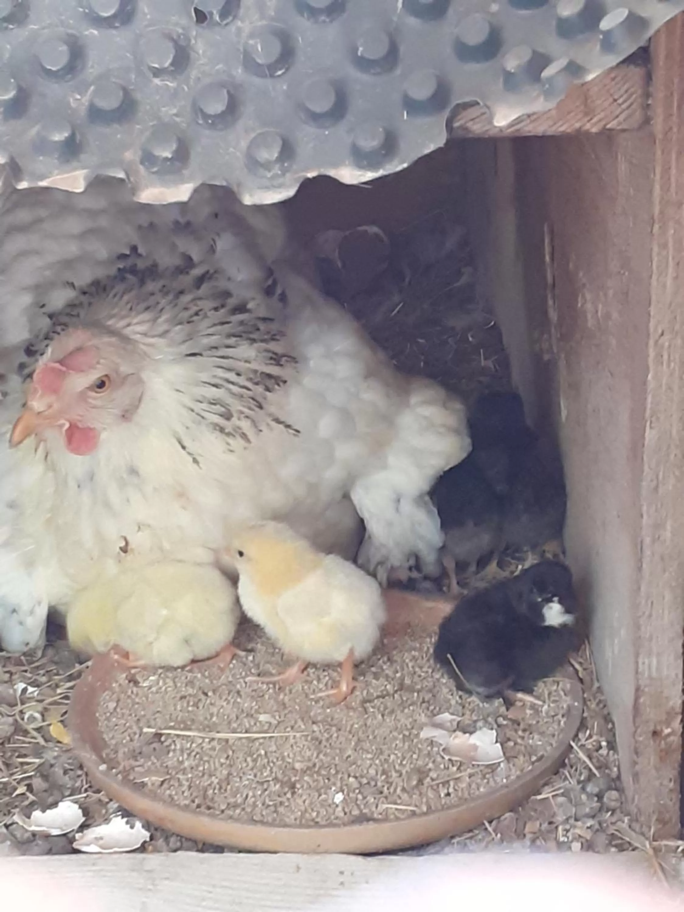 Other Animals in La Sapiniére -chambres climatisées