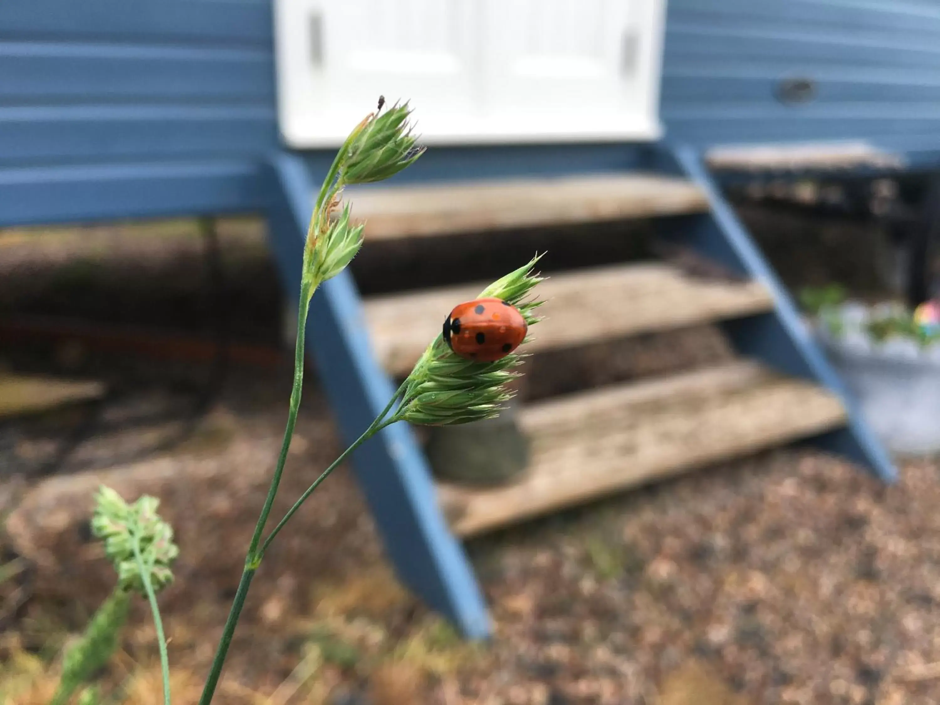 Property building, Other Animals in Westfield House Farm