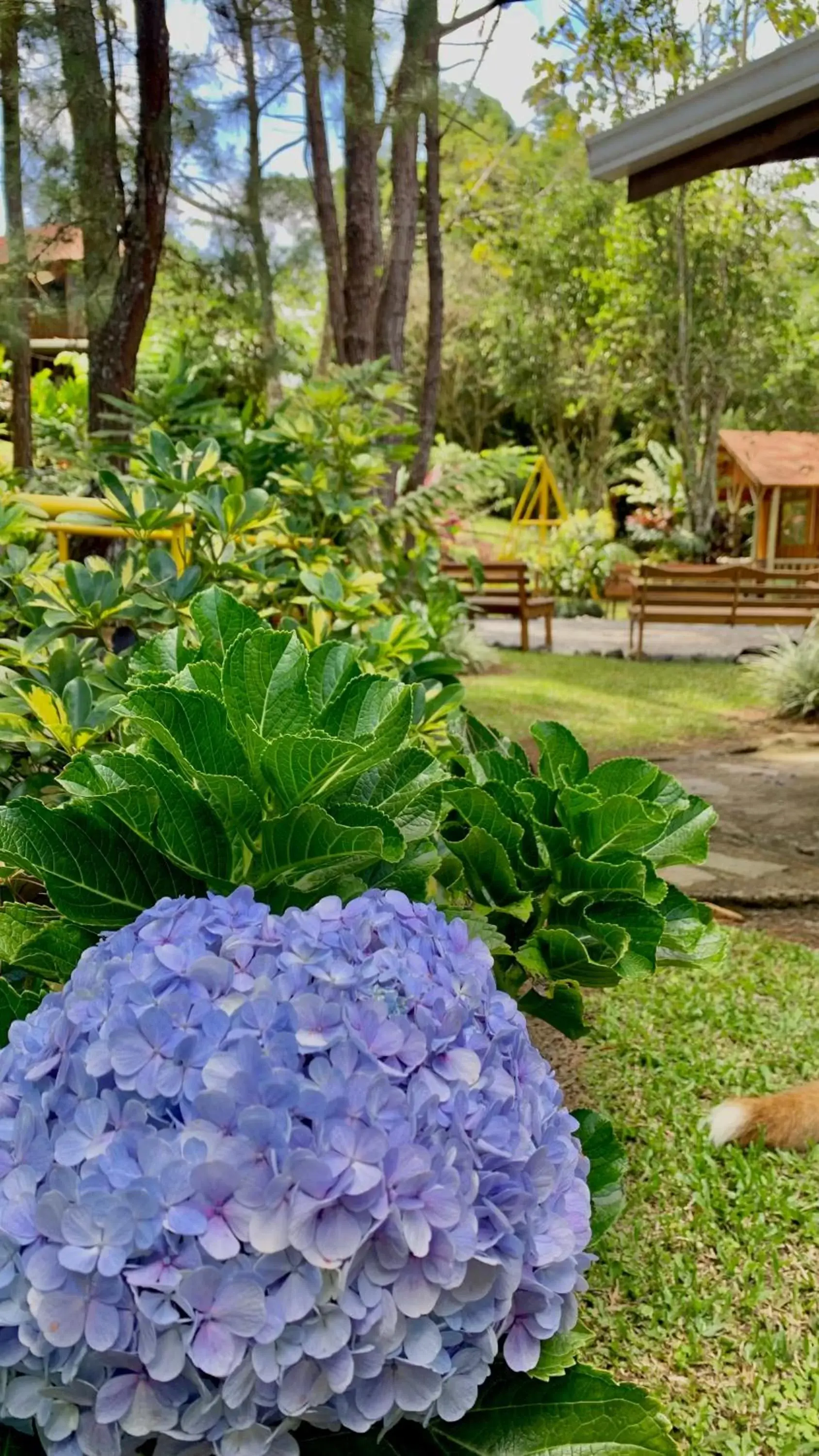 Garden in Vista Turrialba Lodge