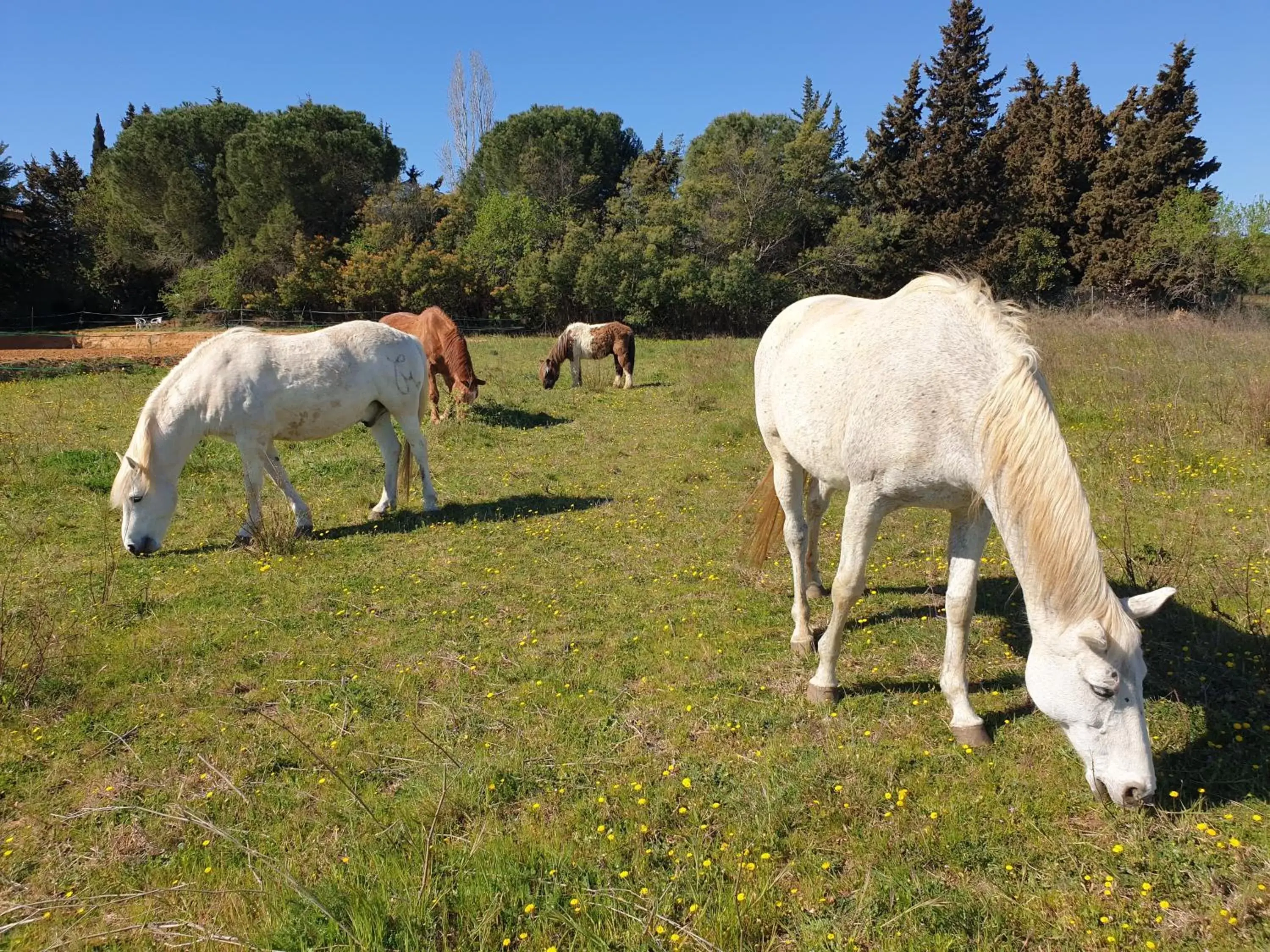 Other Animals in Chambre d'hôtes dans propriété rurale - Provence