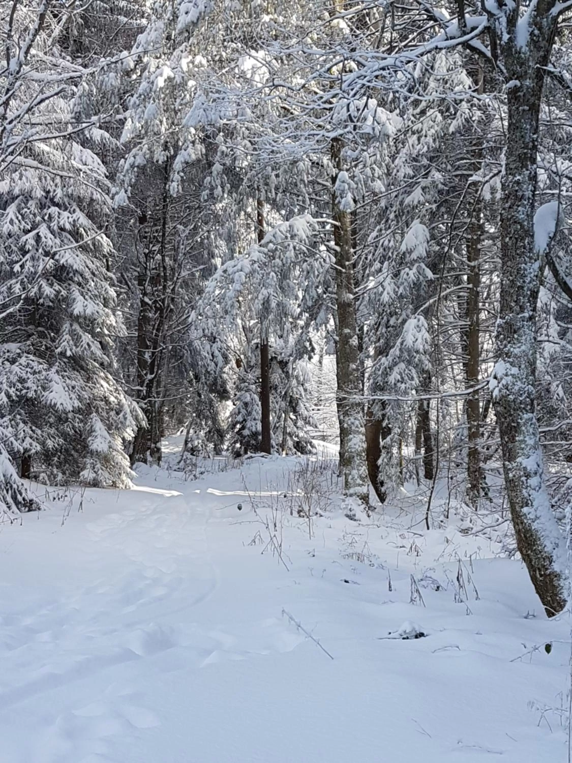 Winter in Hotel Restaurant Kniebishöhe