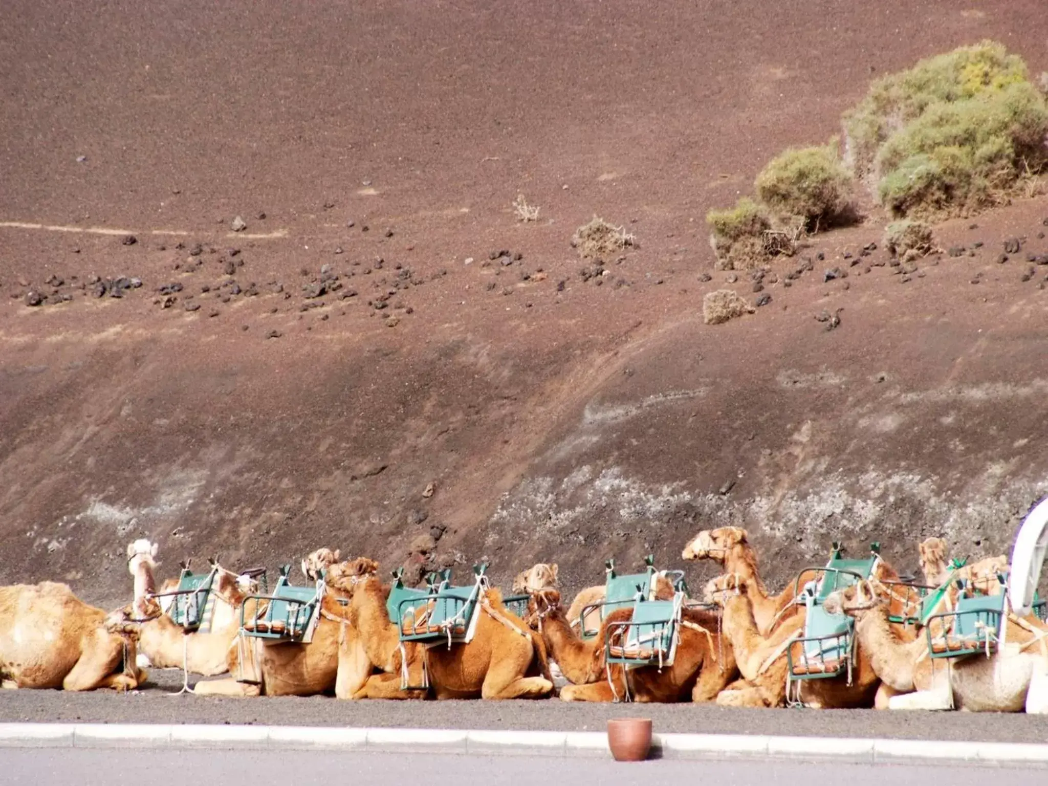 Animals in Sandos Papagayo