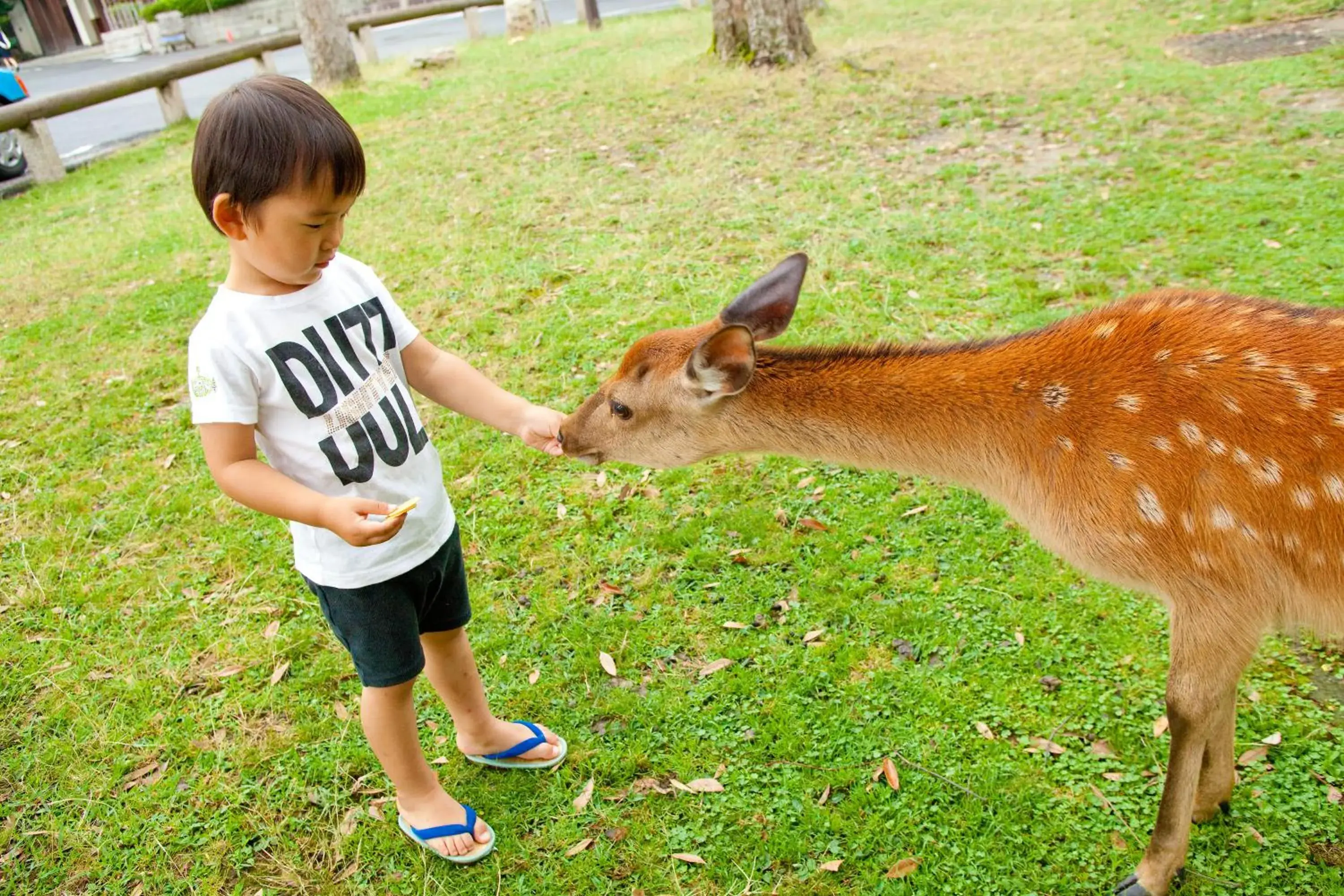 Animals, Children in Asukasou Hotel