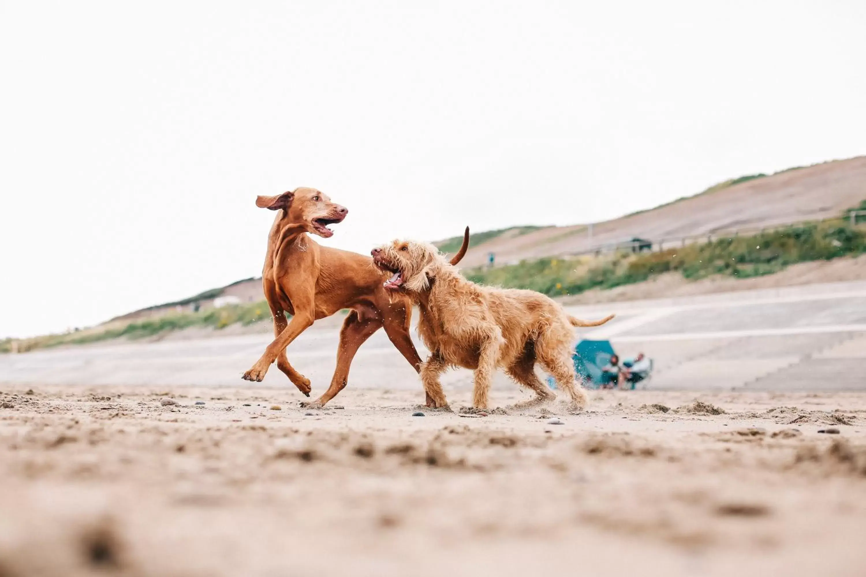 Pets in Saltmoore Pets in Saltmoore