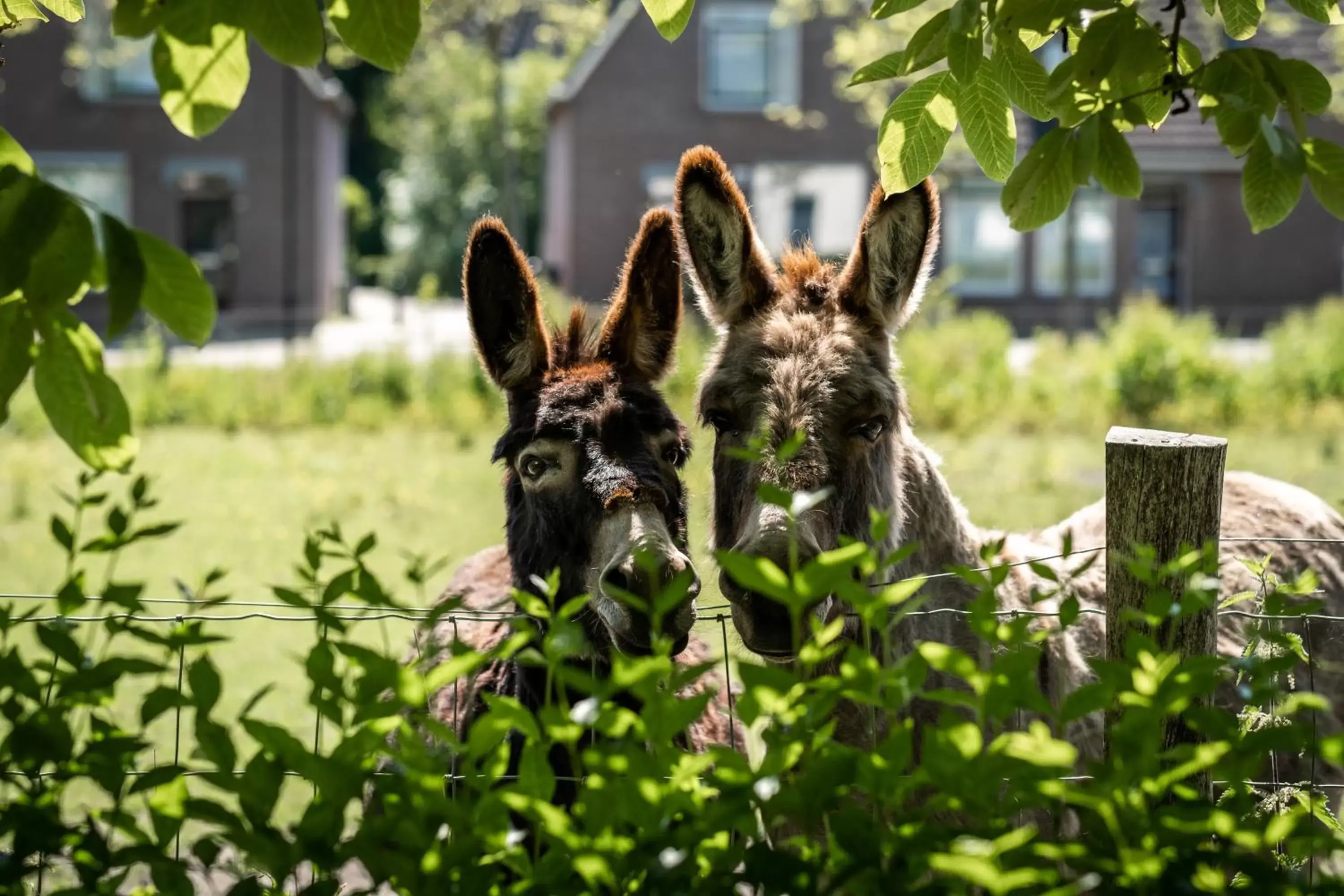 Other Animals in Het Weeshuis