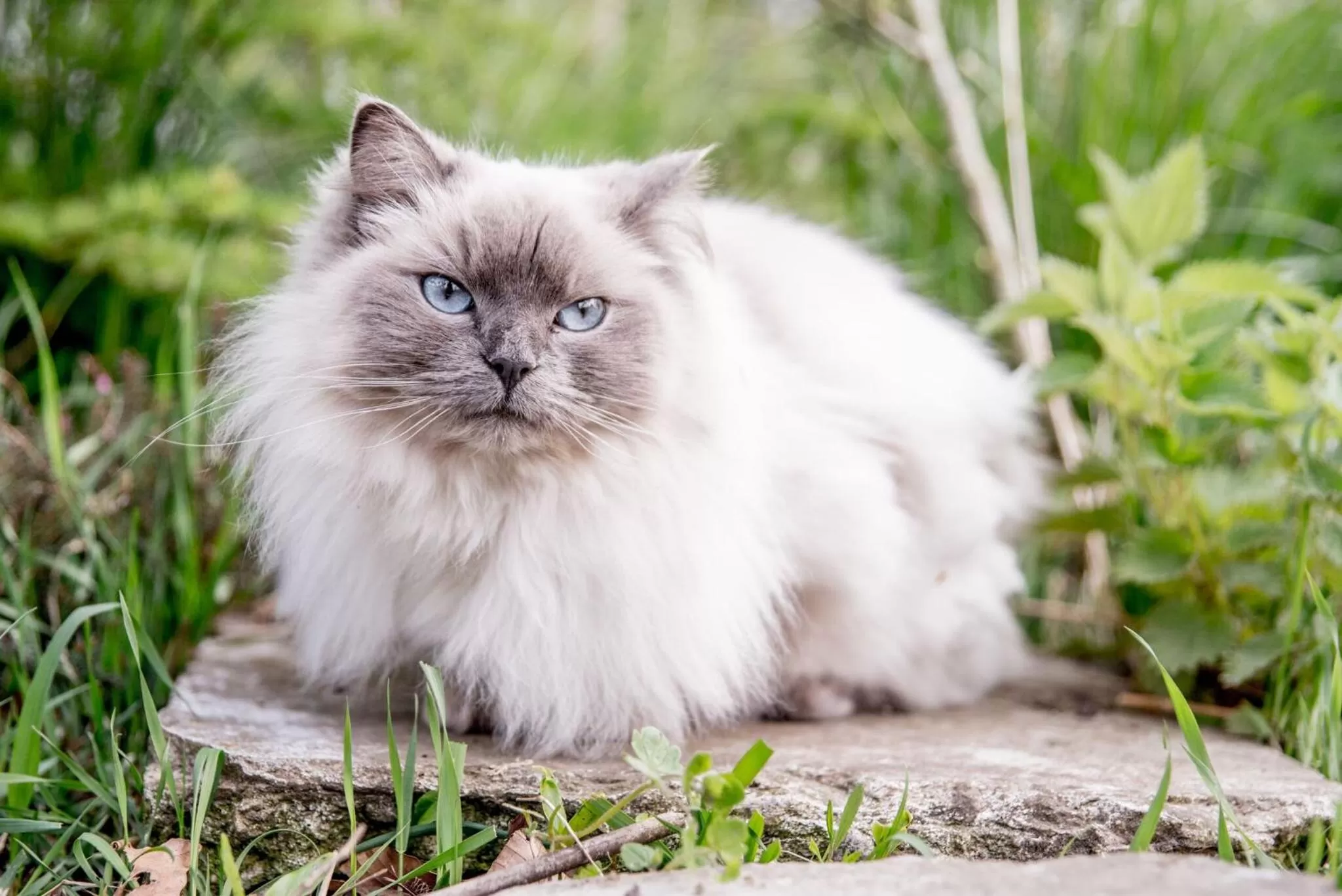 Pets in Skortskær Bondegårdsferie