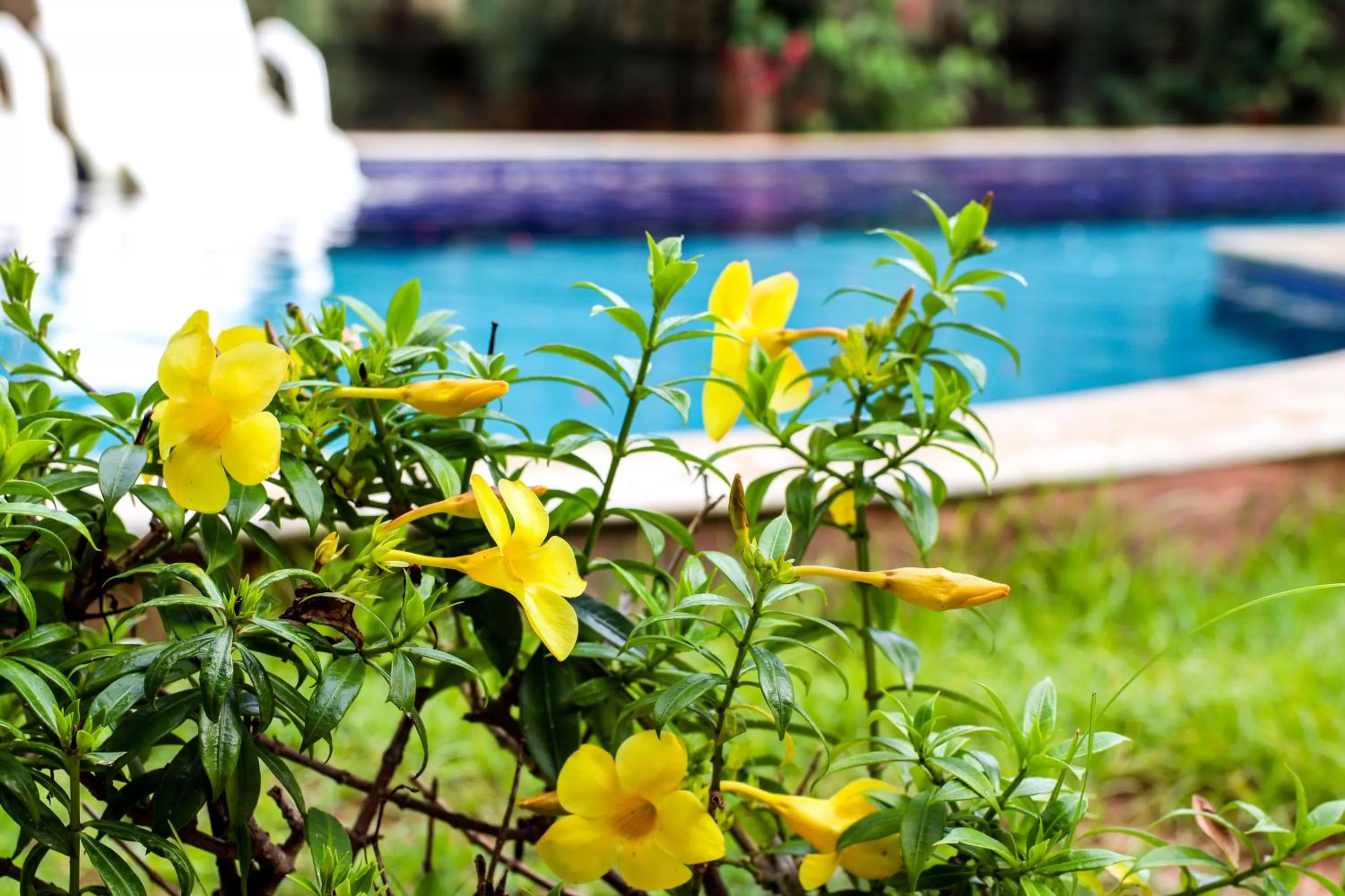 Swimming pool in Imperial Hotel By Nobile