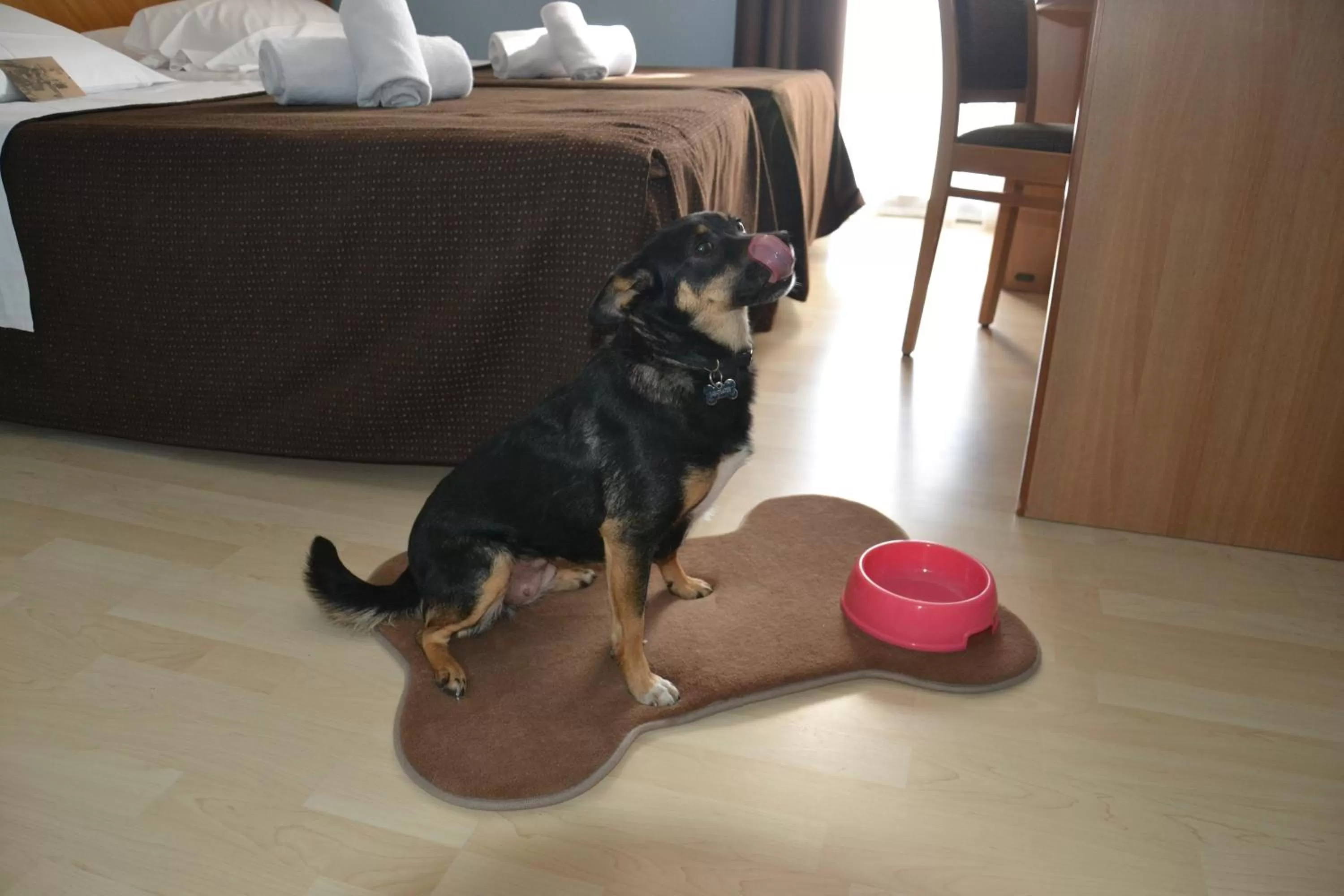 Food and drinks in Hotel Corallo Rimini