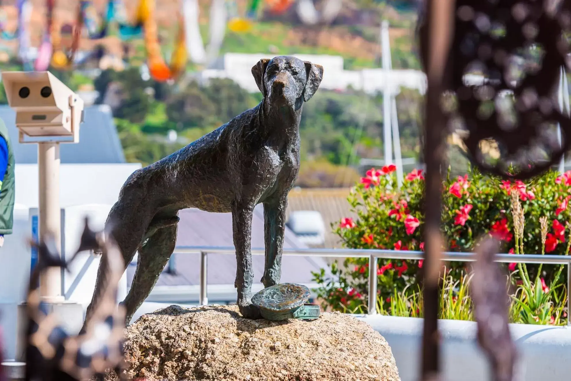 Nearby landmark, Other Animals in Simon's Town Quayside Hotel