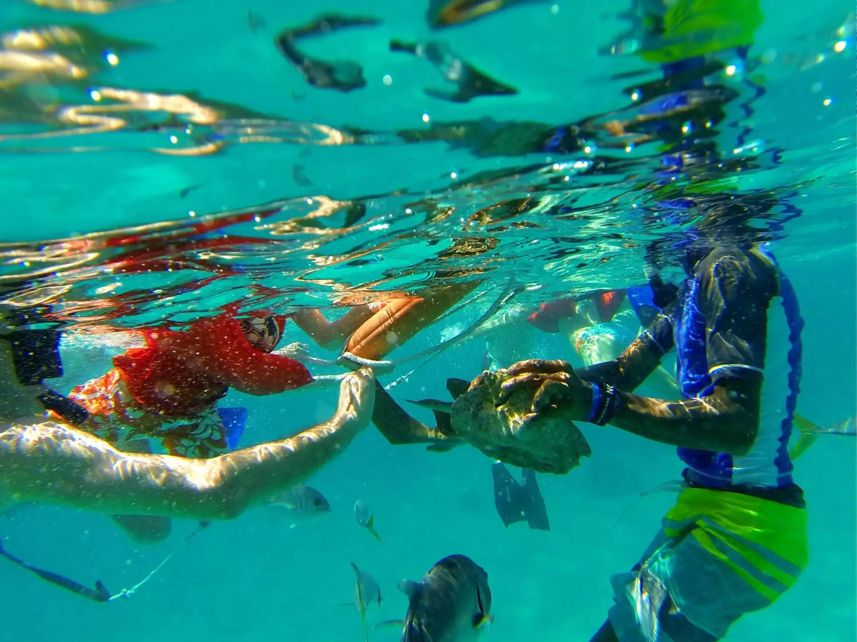 Snorkeling, Other Animals in Ocean Tide Beach Resort