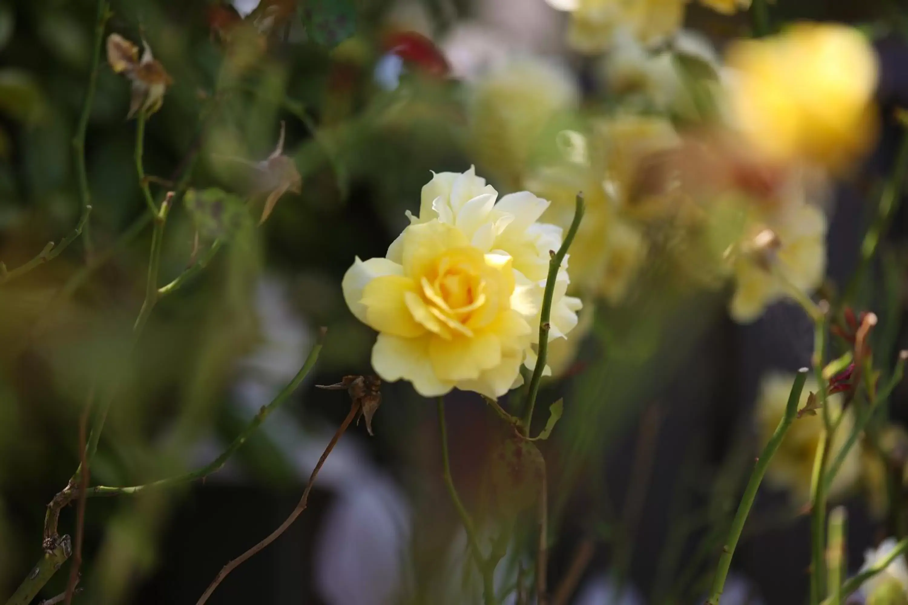 Garden view in Nebula Motel Garden view in Nebula Motel