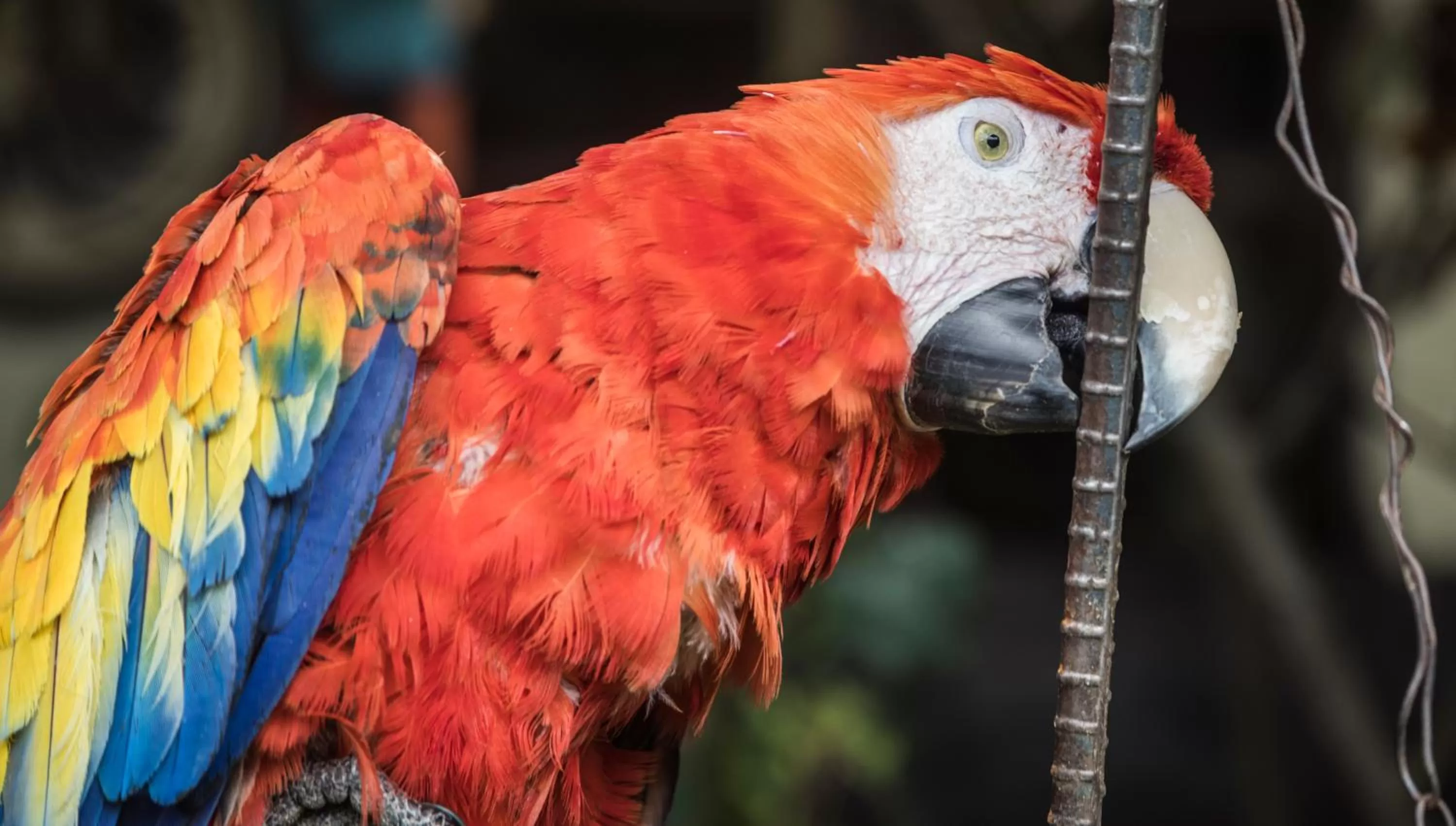 Animals in Hotel Museo Mayan Inn