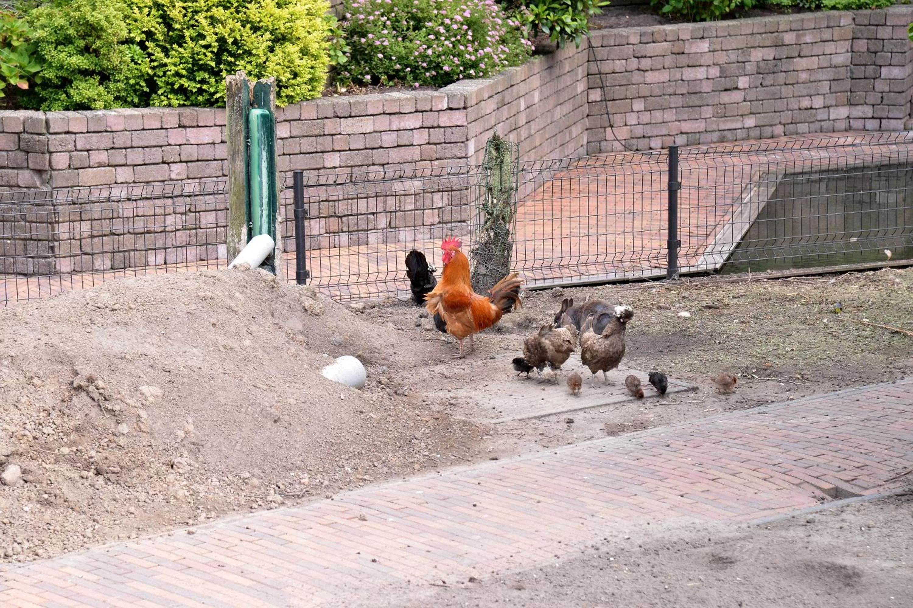Garden, Pets in Guest House Aan de Hollandse IJssel