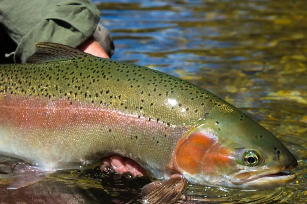 Fishing in Tongariro Lodge