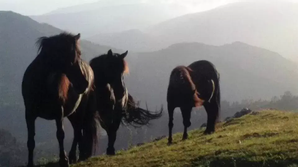 Other Animals in Hotel Rural Yeguada Albeitar