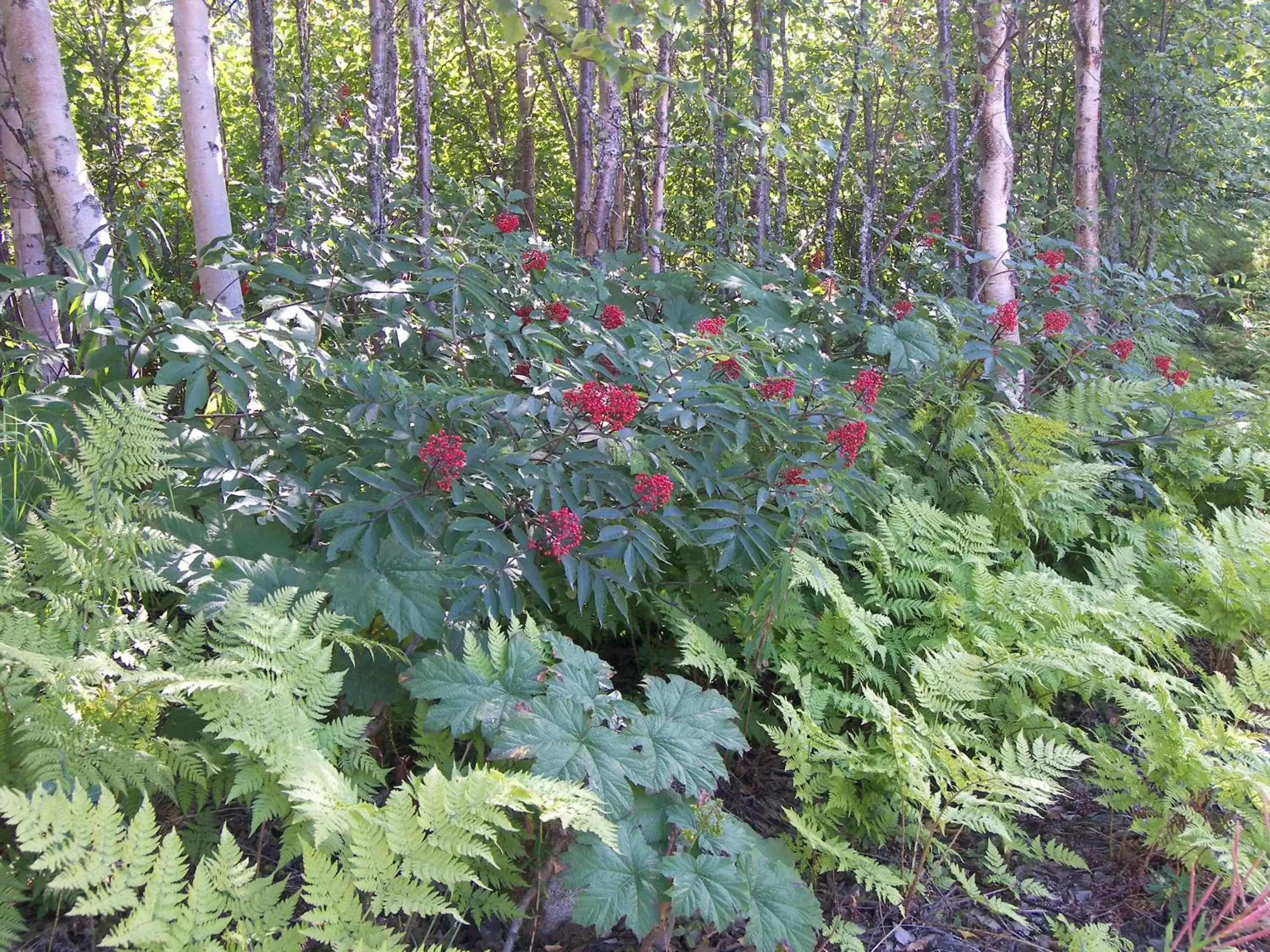 Natural landscape, Garden in Grace and Bill's Freedom Hills B&B