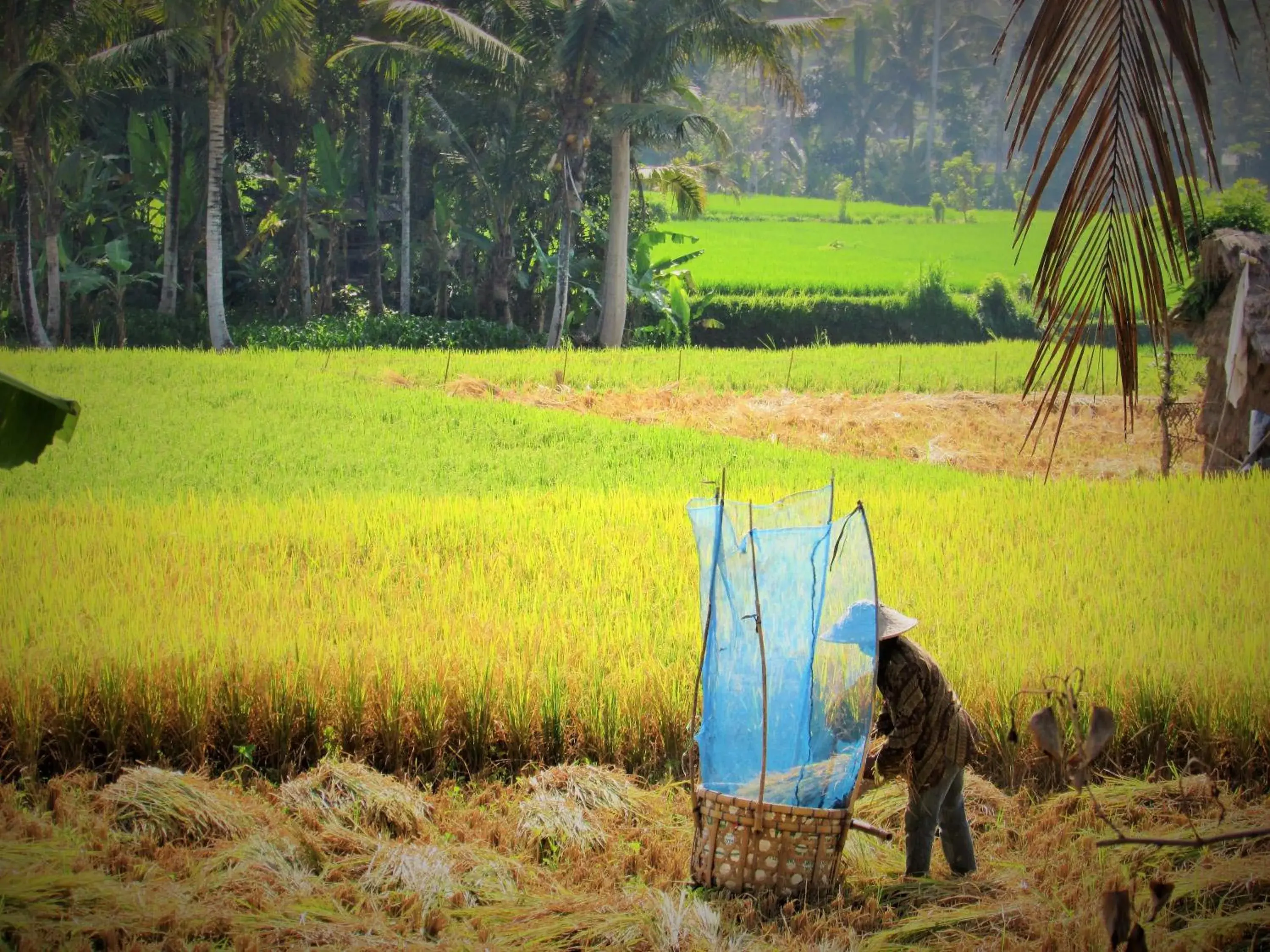 View (from property/room) in Temuku Villas Ubud - CHSE Certified