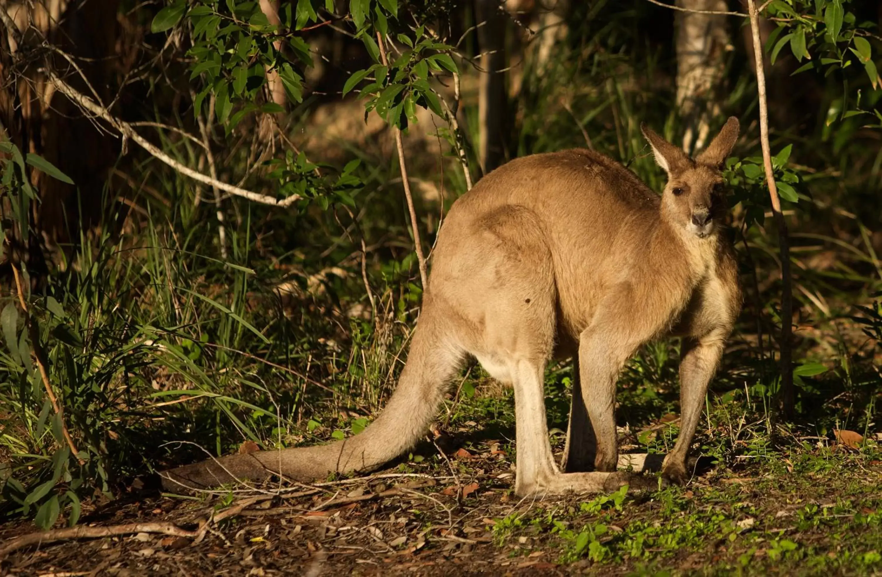 Other Animals in Lake Weyba Cottages Noosa