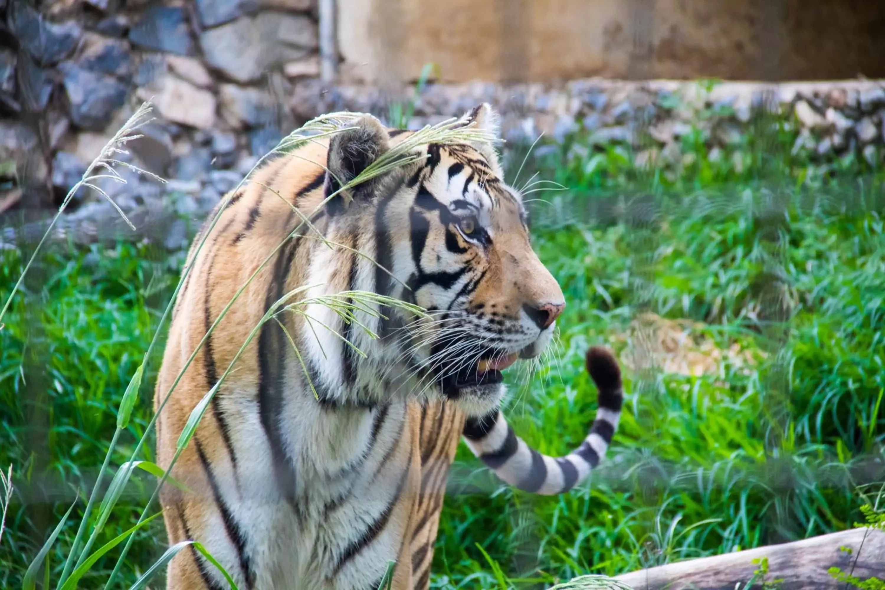 Nearby landmark, Other Animals in Dan Inn Sorocaba