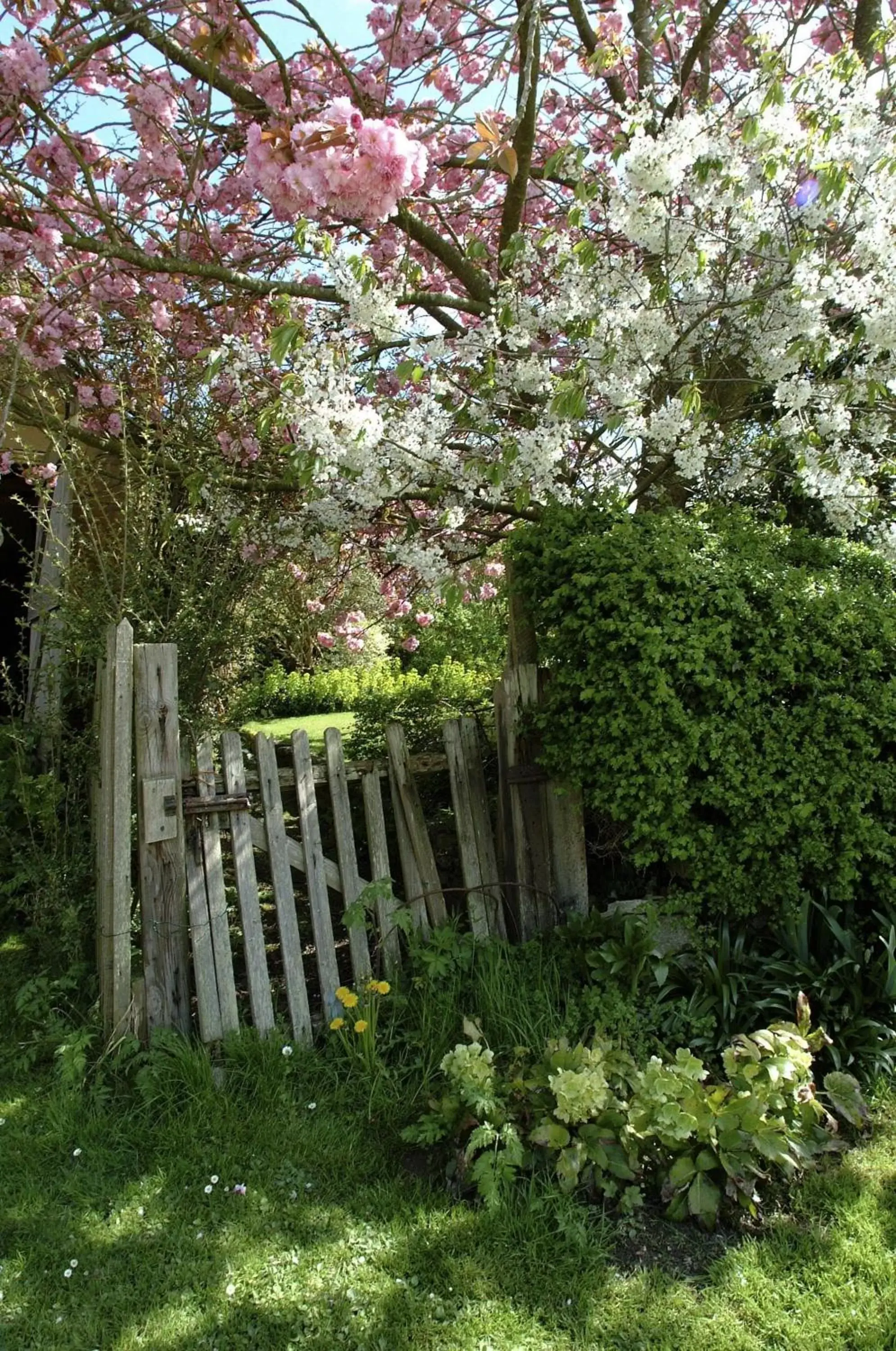 Neighbourhood, Garden in Three Ways House Hotel