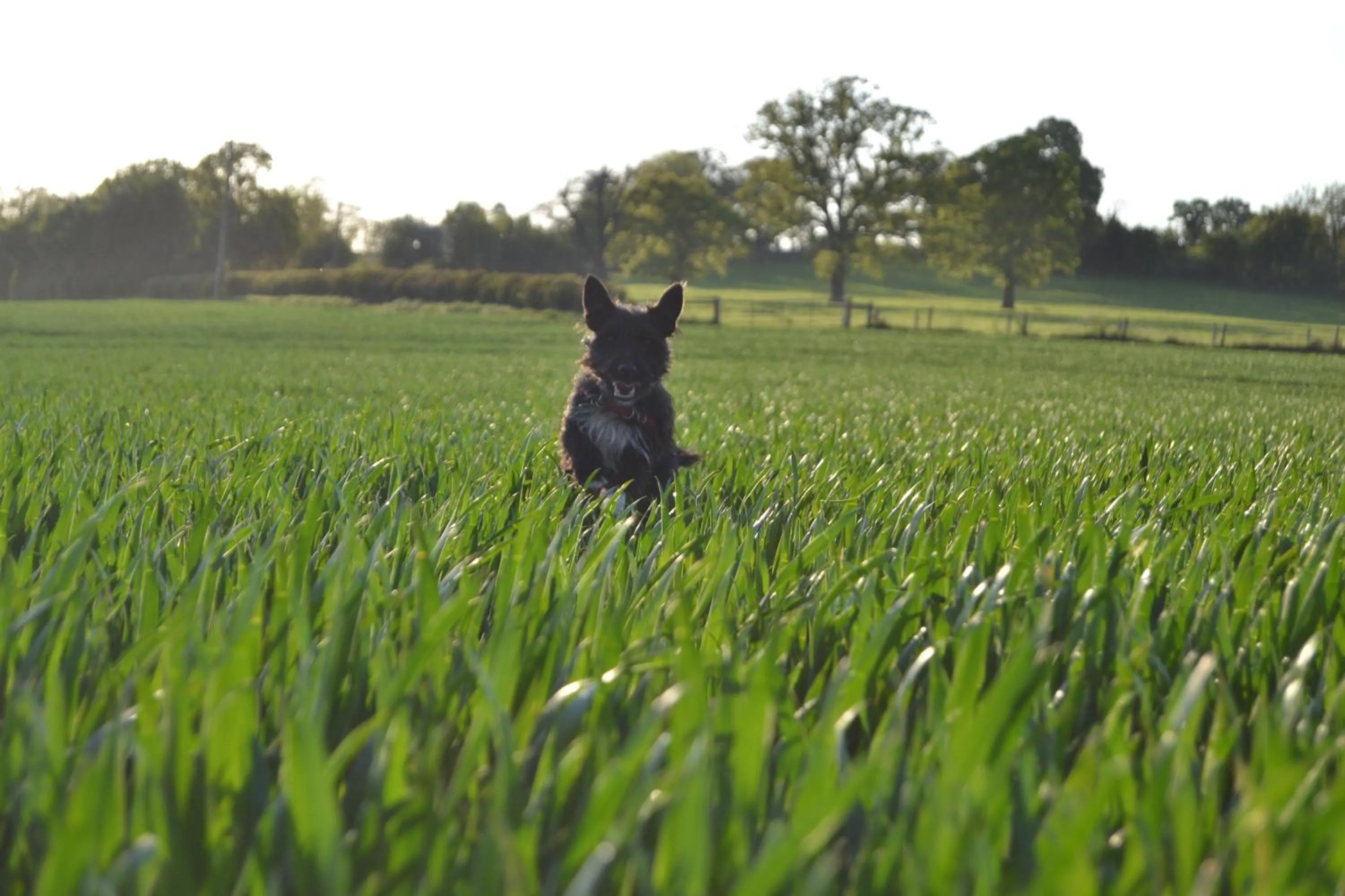 Pets in Pine Tree Lodge, Bridgnorth