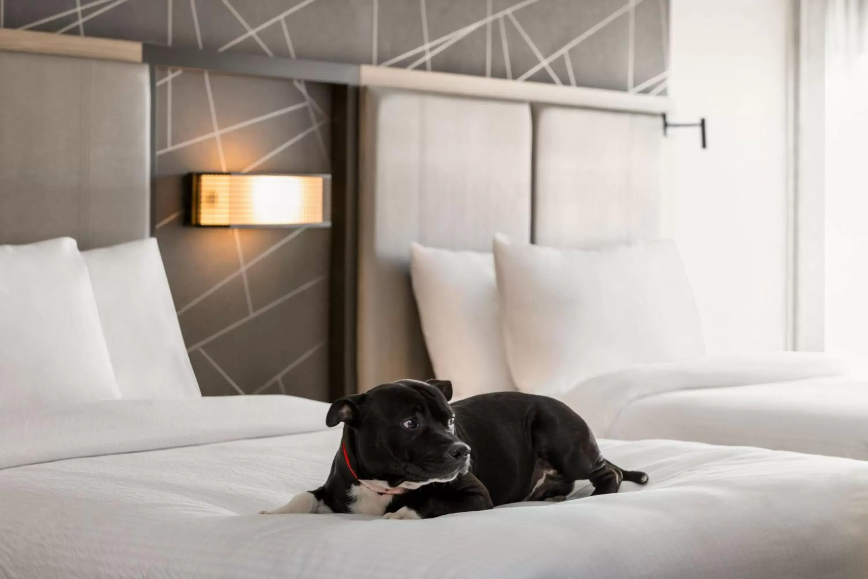 Other, Pets in SpringHill Suites by Marriott Camp Hill