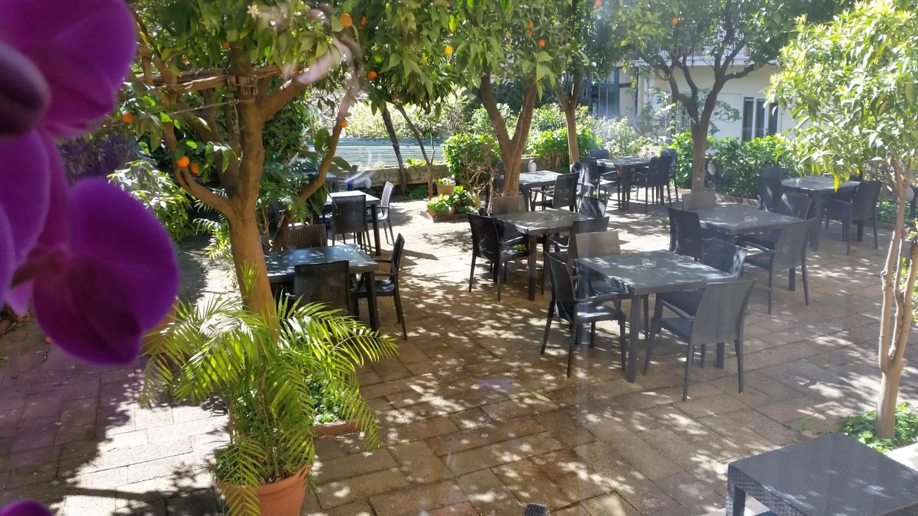 Garden, Restaurant/Places to Eat in Hotel Leone